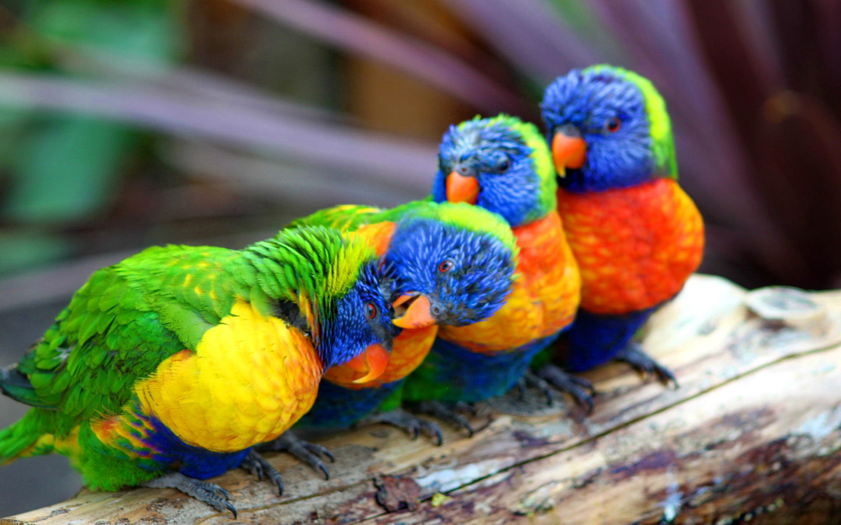 Colorful Parrot Wallpapers