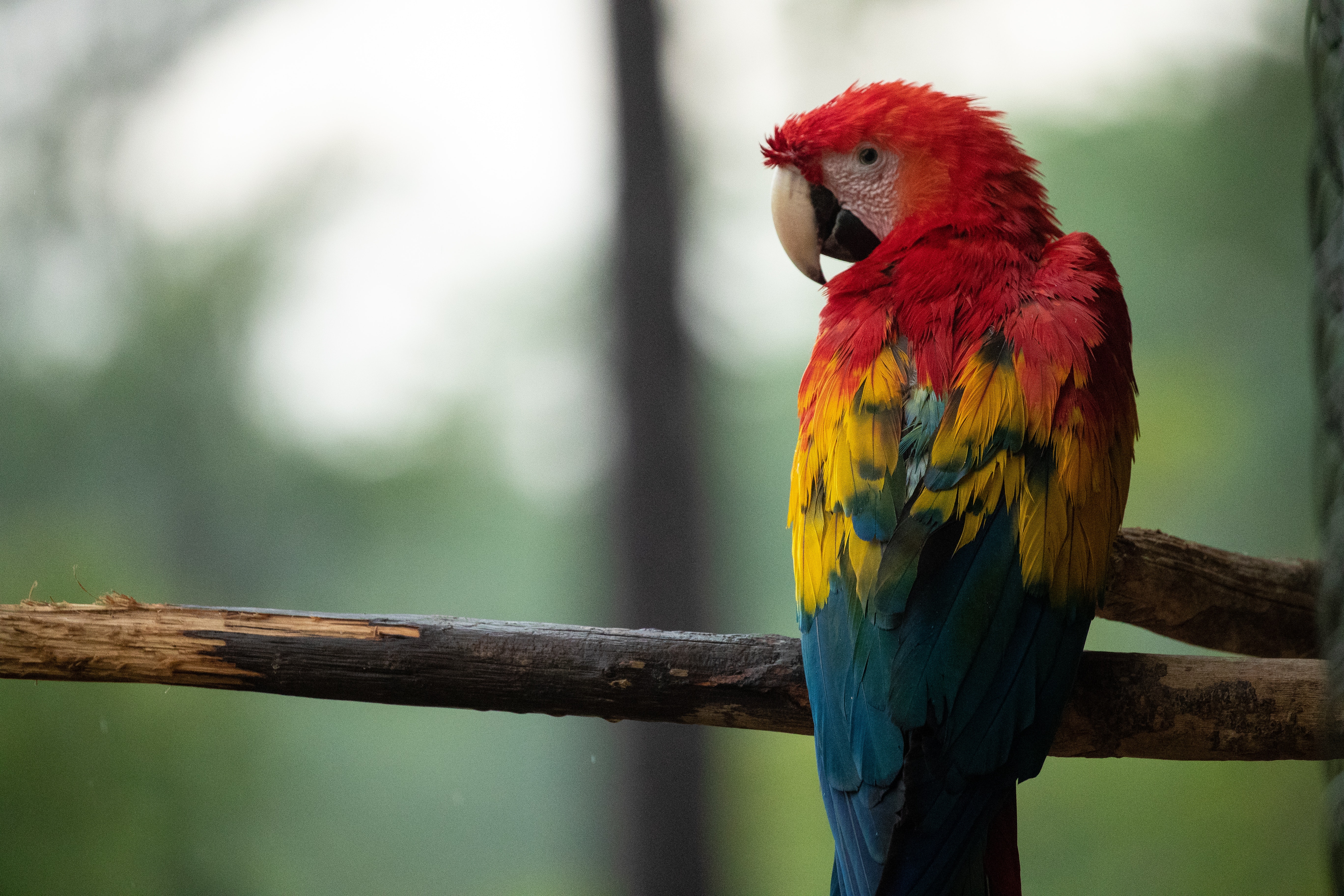 Colorful Parrot Wallpapers