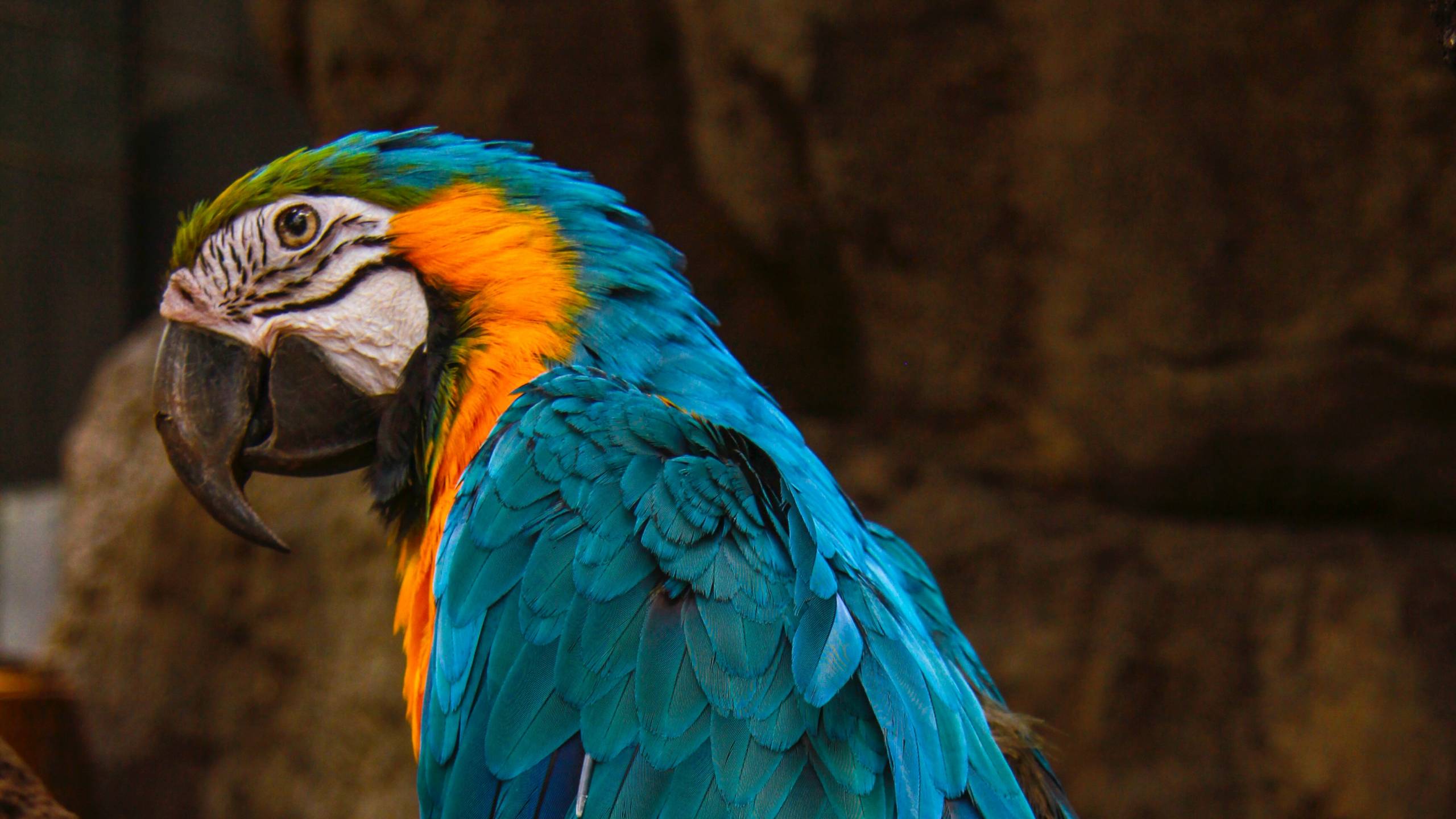 Colorful Parrot Wallpapers