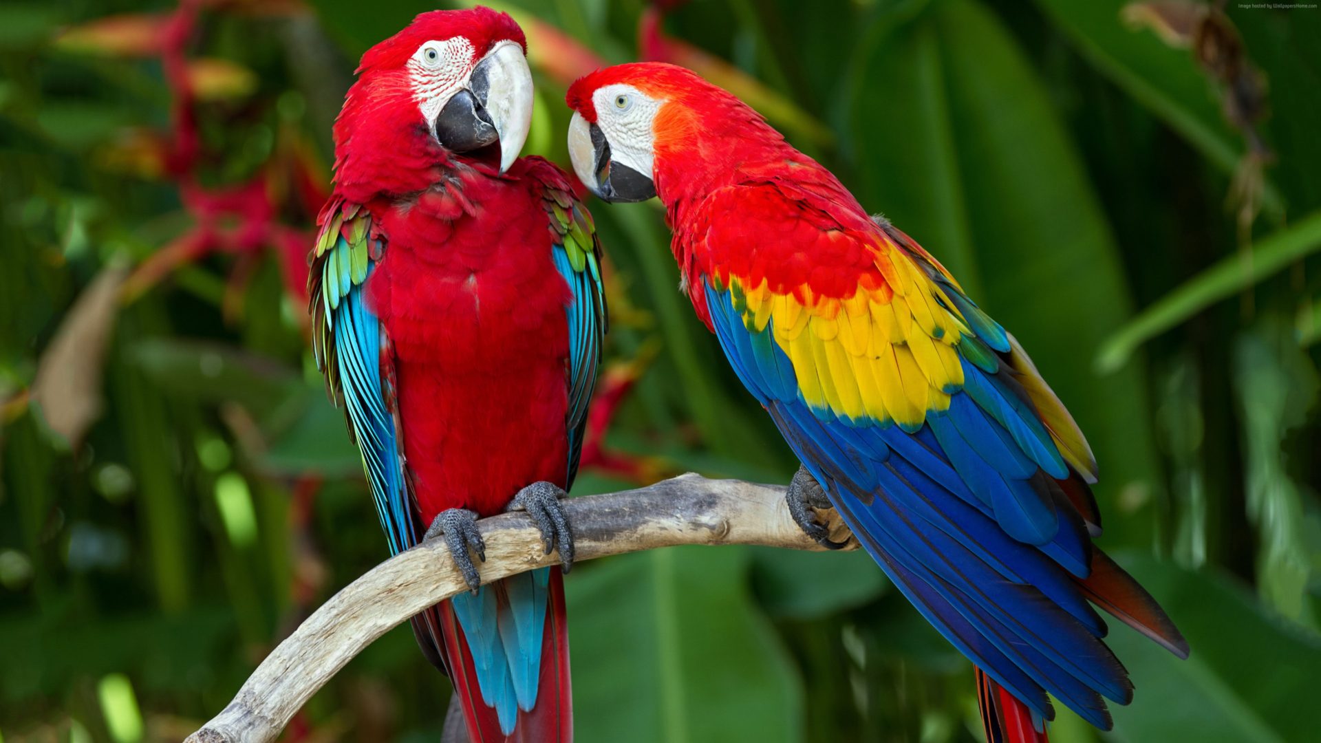 Colorful Parrot Wallpapers