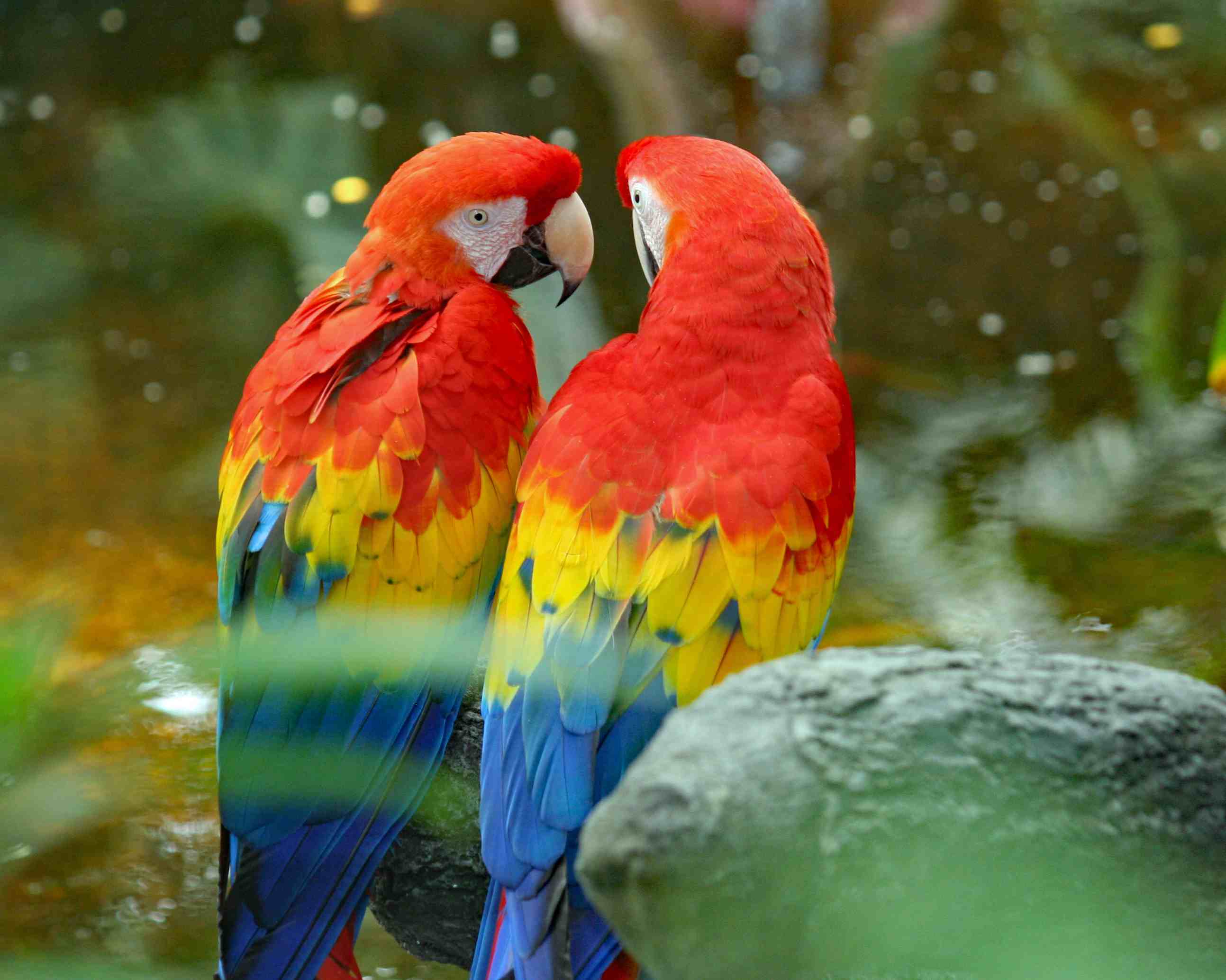 Colorful Parrot Wallpapers