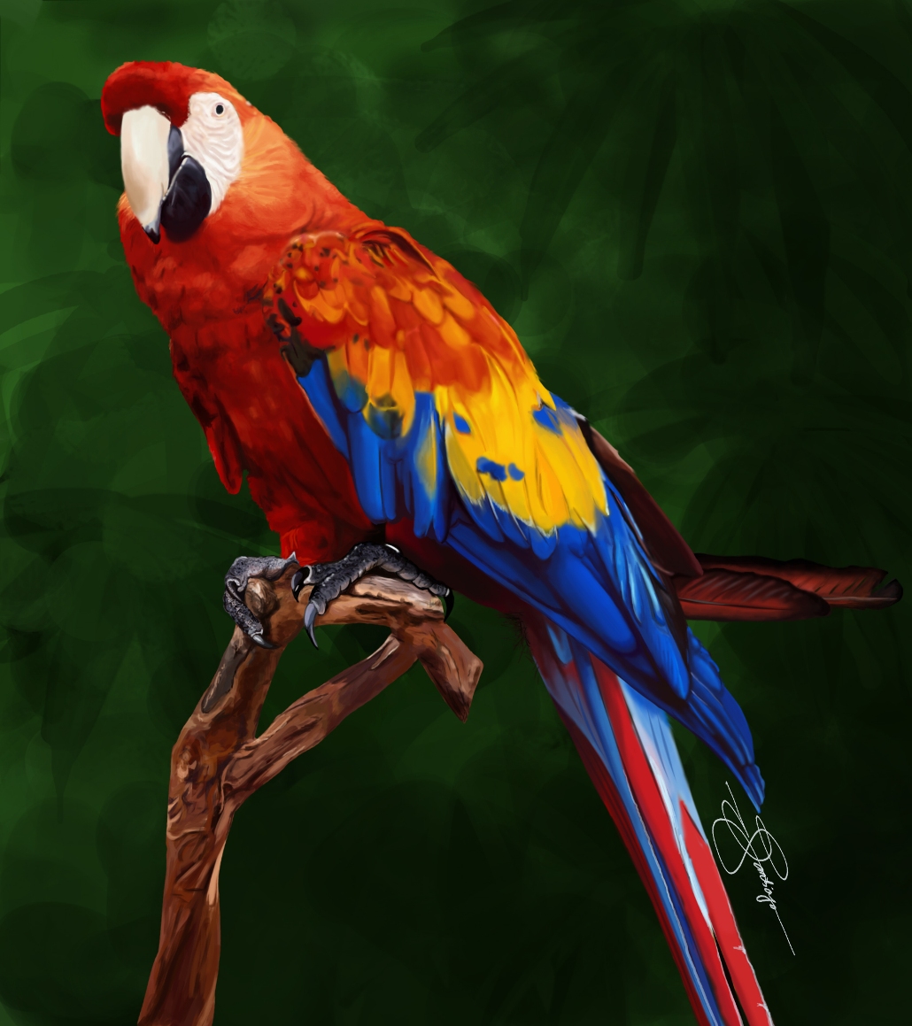 Colorful Parrot Wallpapers