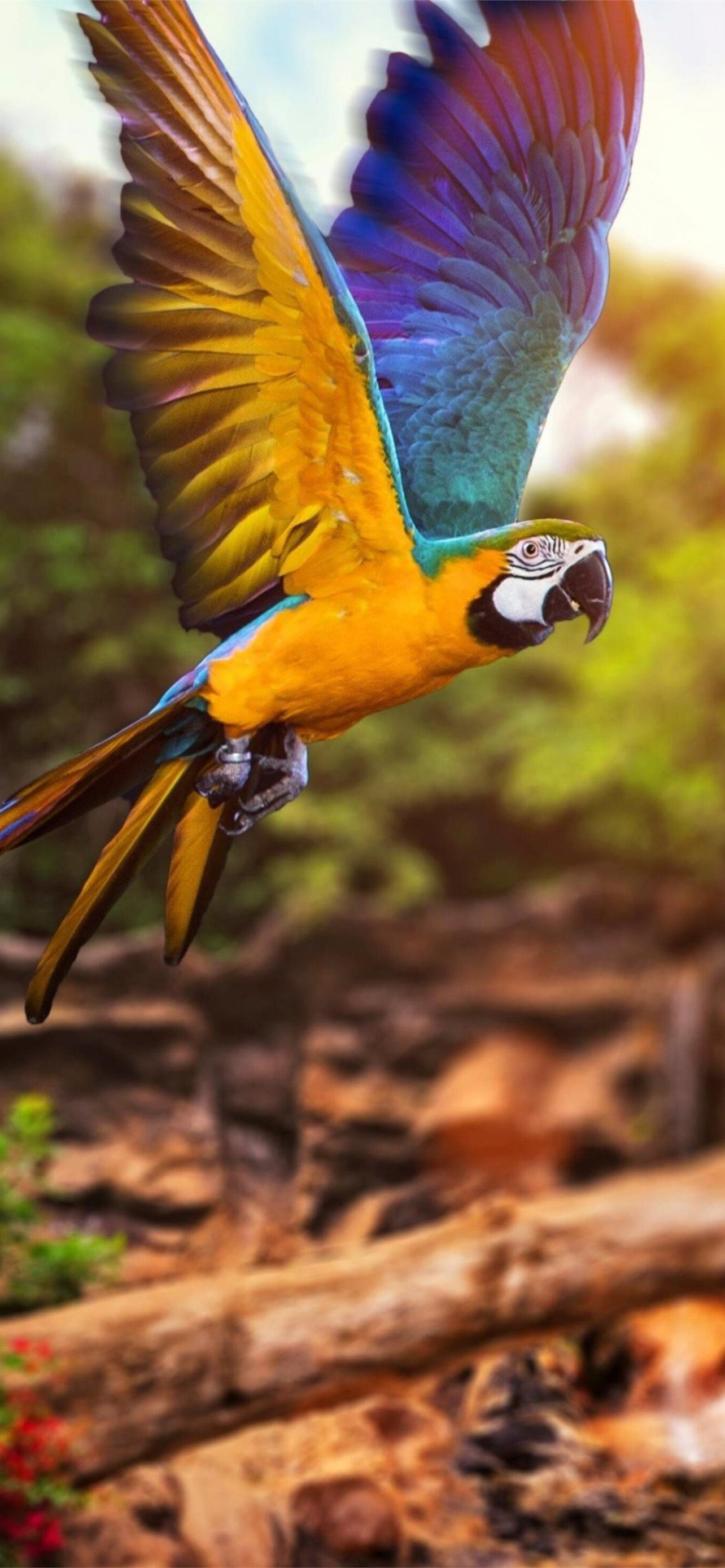 Colorful Parrot Wallpapers