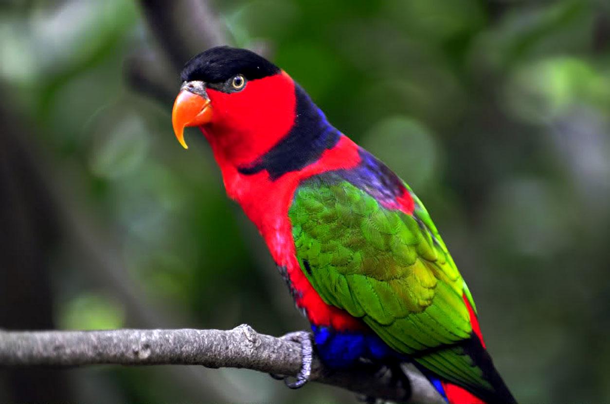 Colorful Parrot Wallpapers