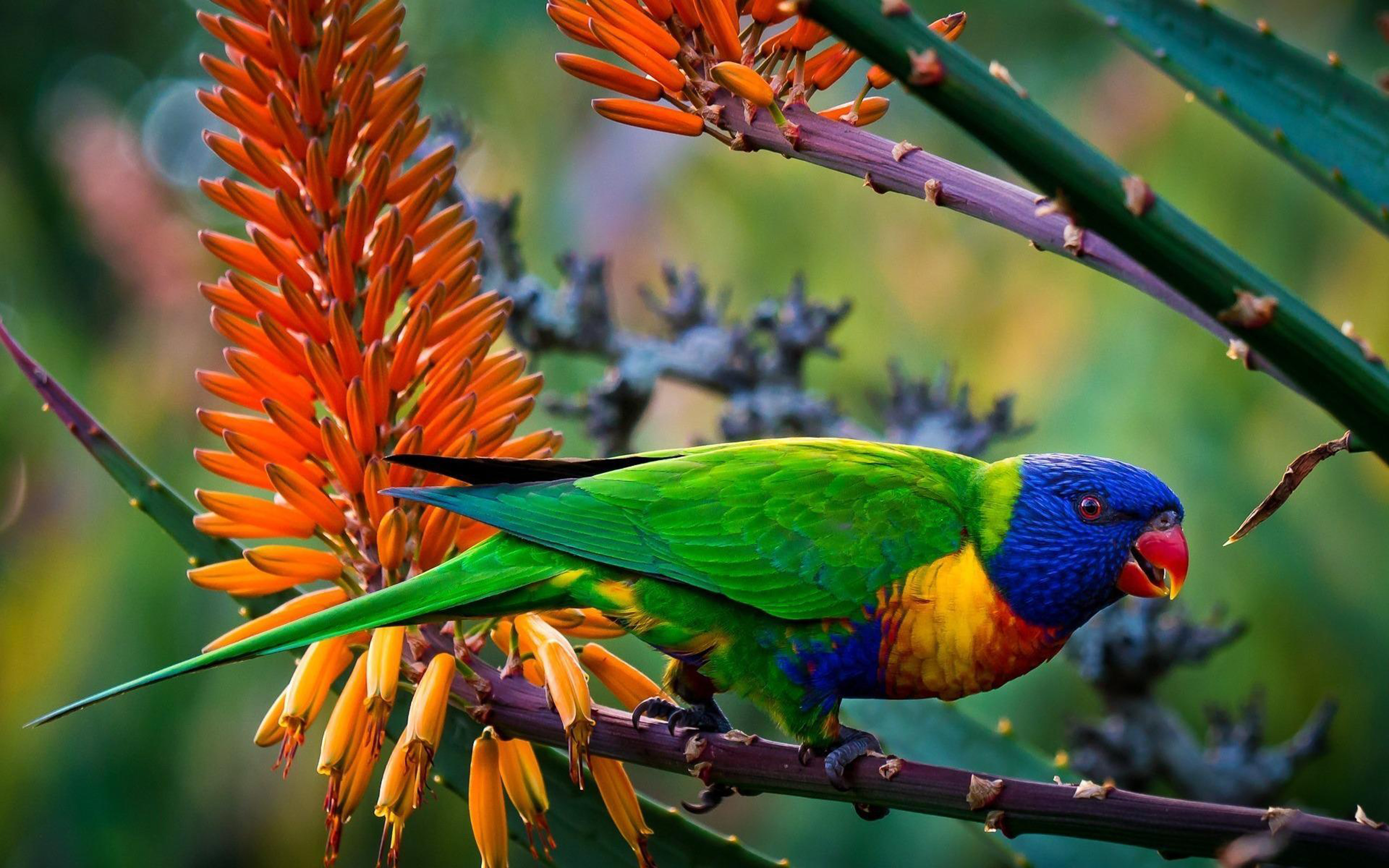 Colorful Parrot Wallpapers