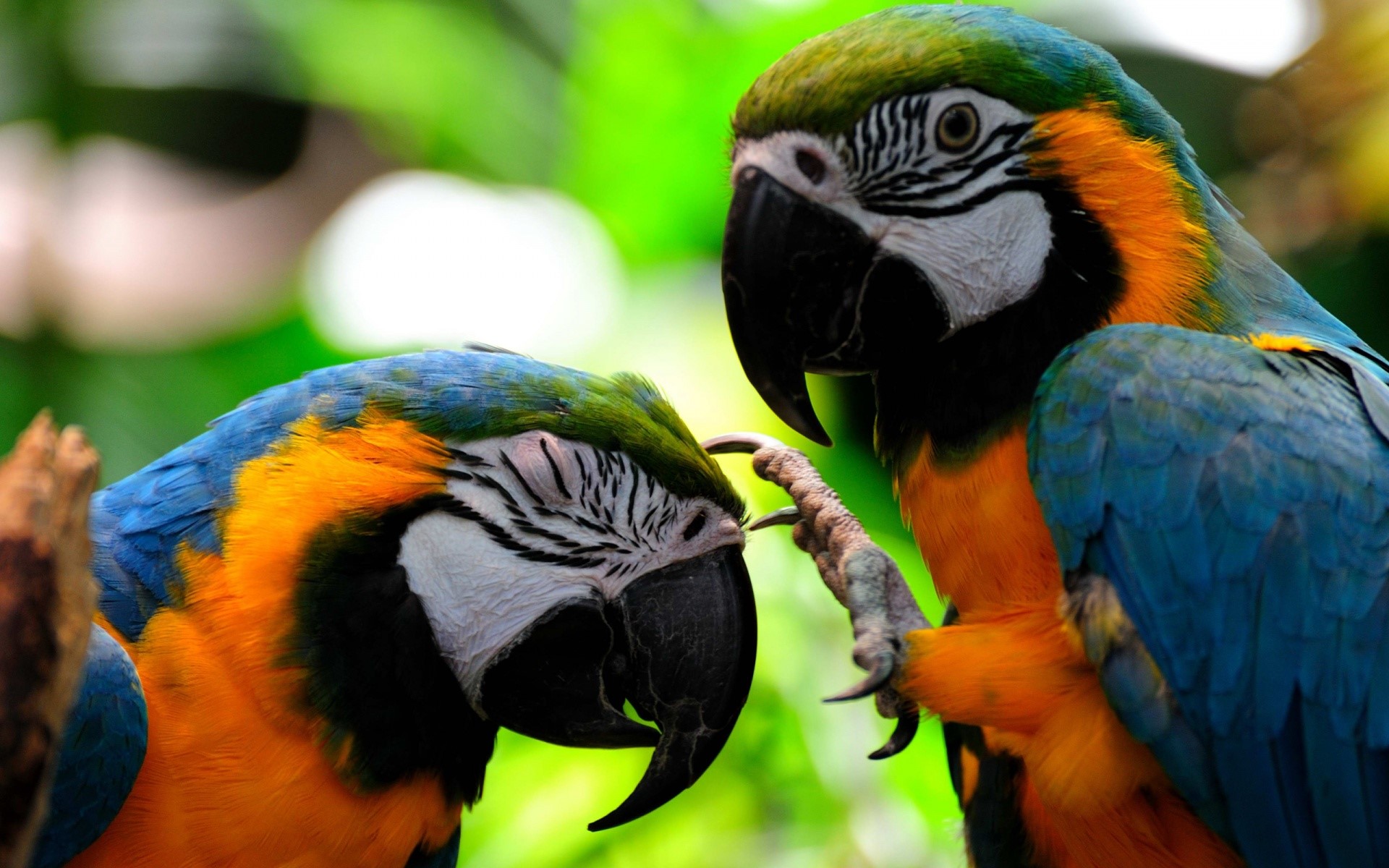 Colorful Parrot Wallpapers