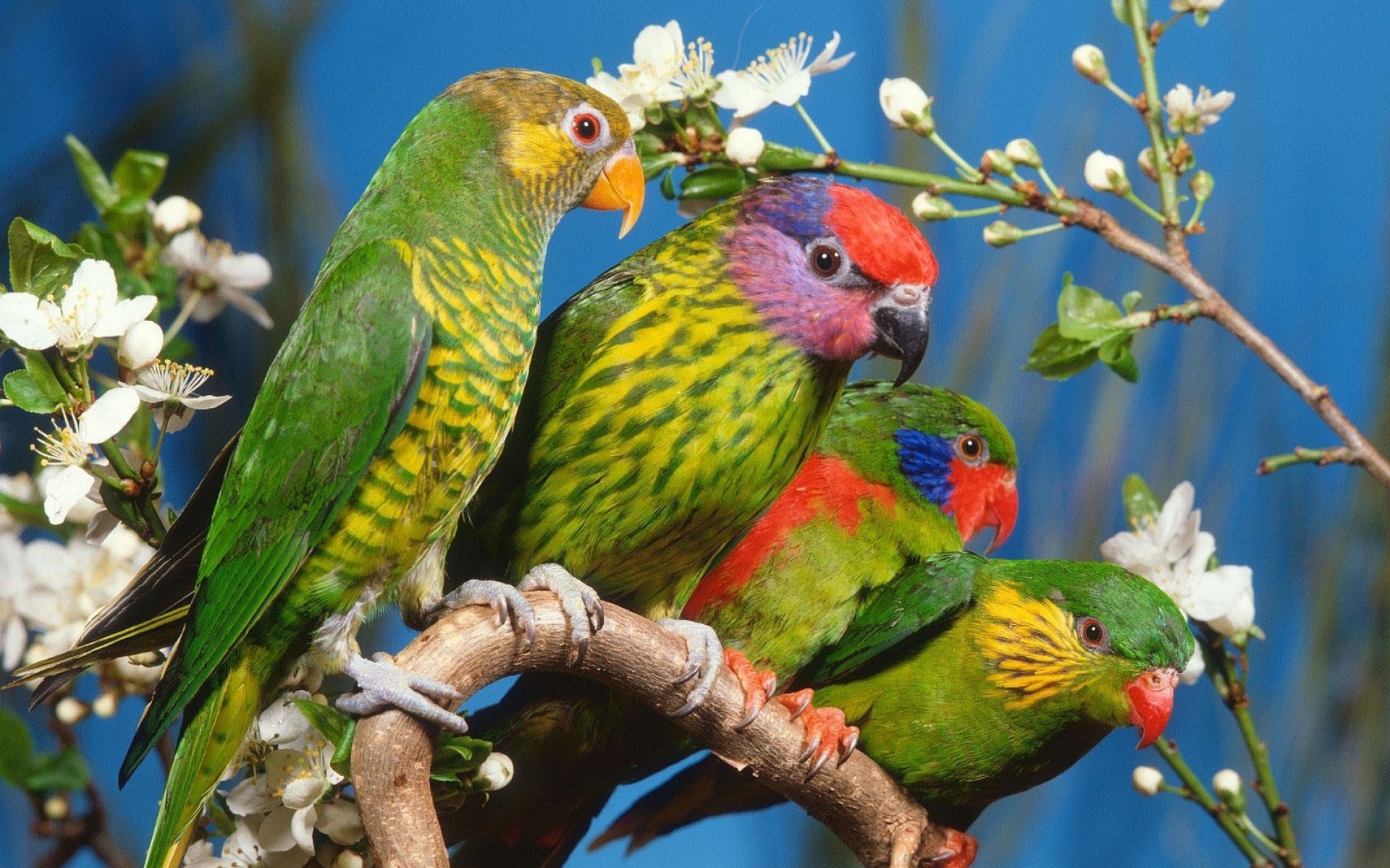 Colorful Parrot Wallpapers