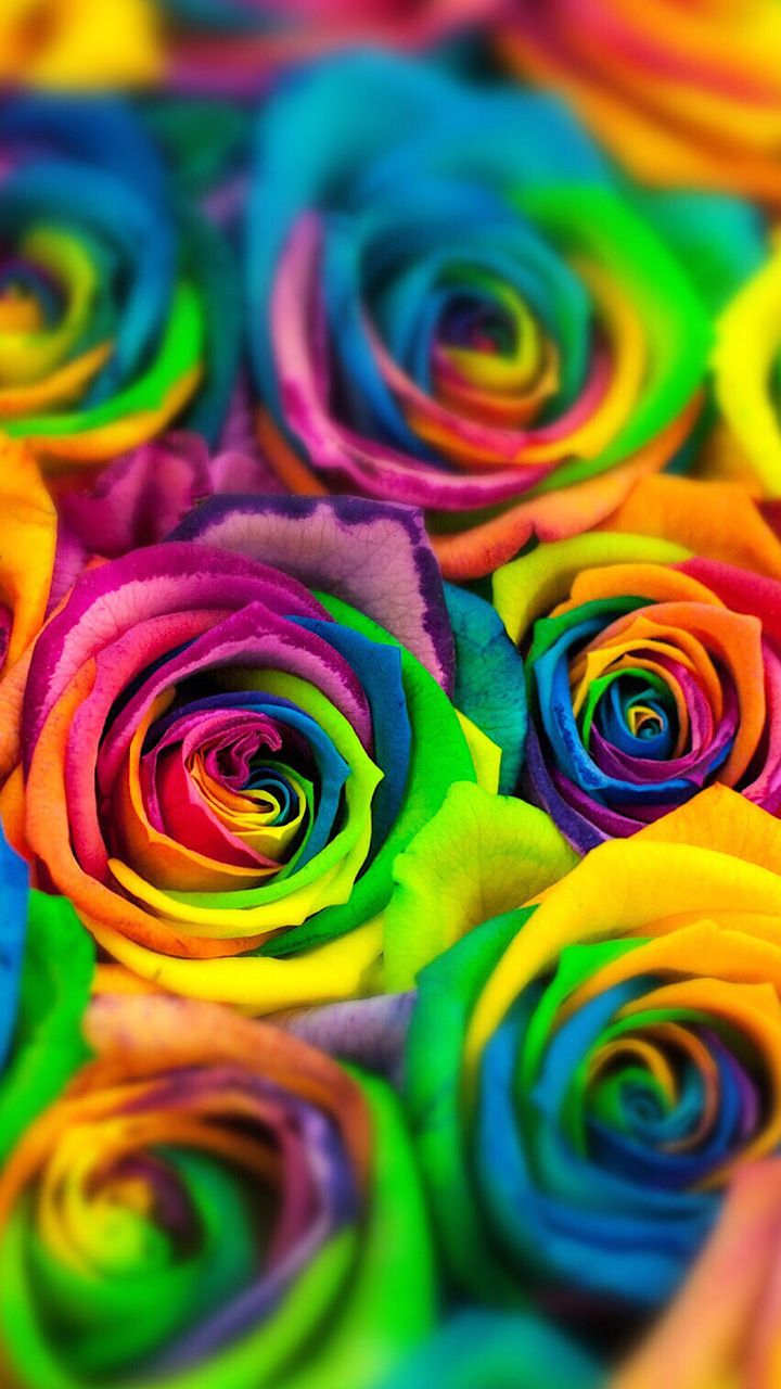 Colorful Rose Wallpapers