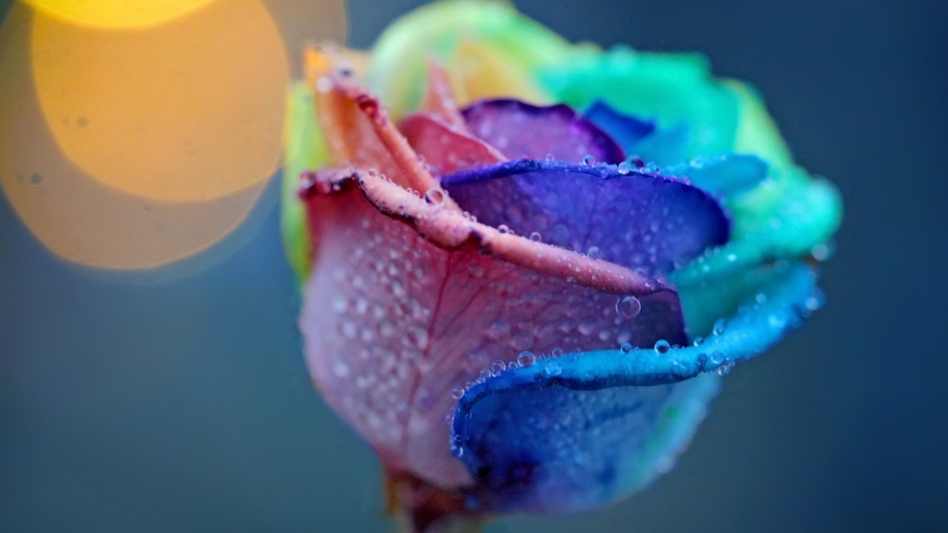 Colorful Rose Wallpapers