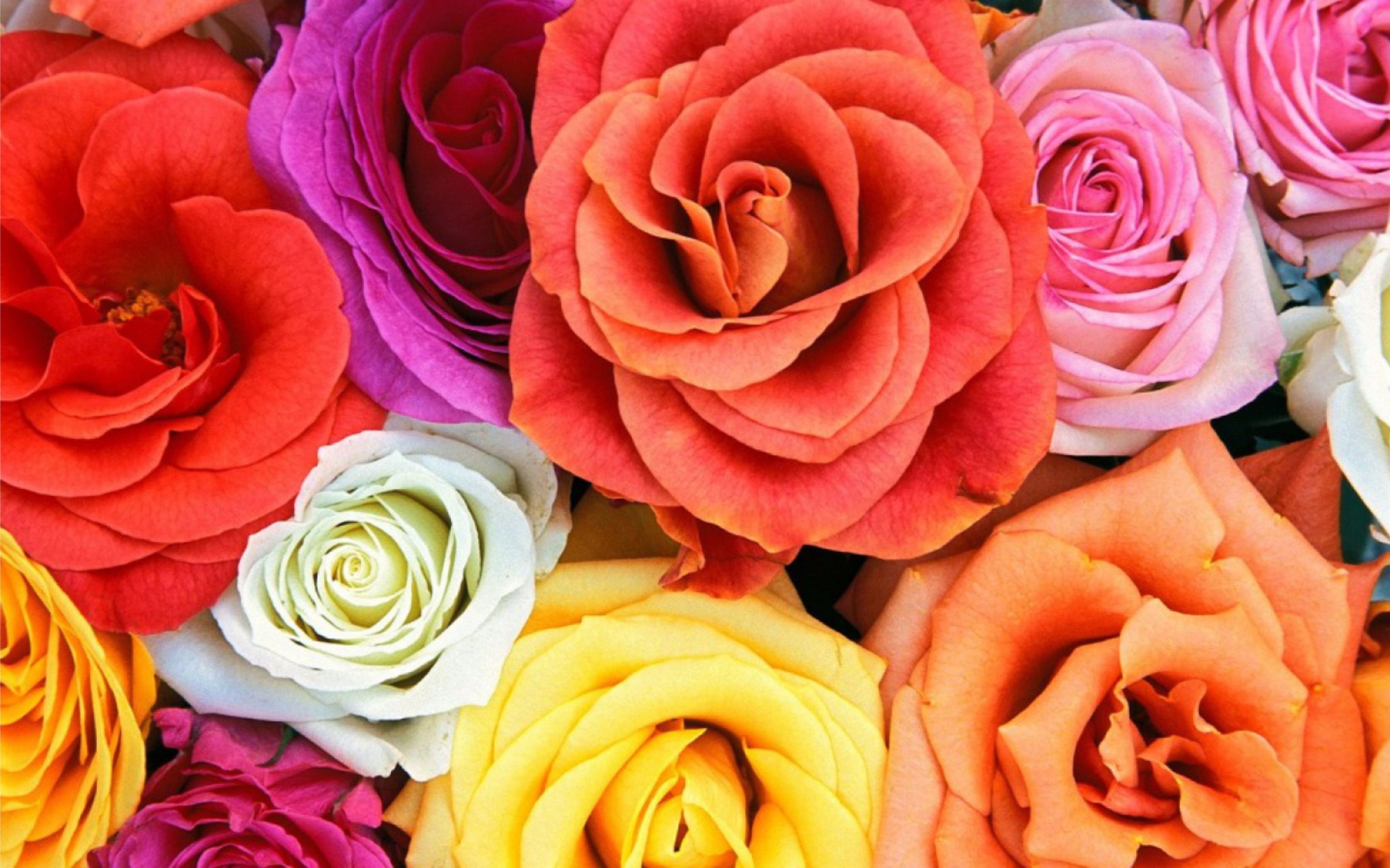 Colorful Rose Wallpapers