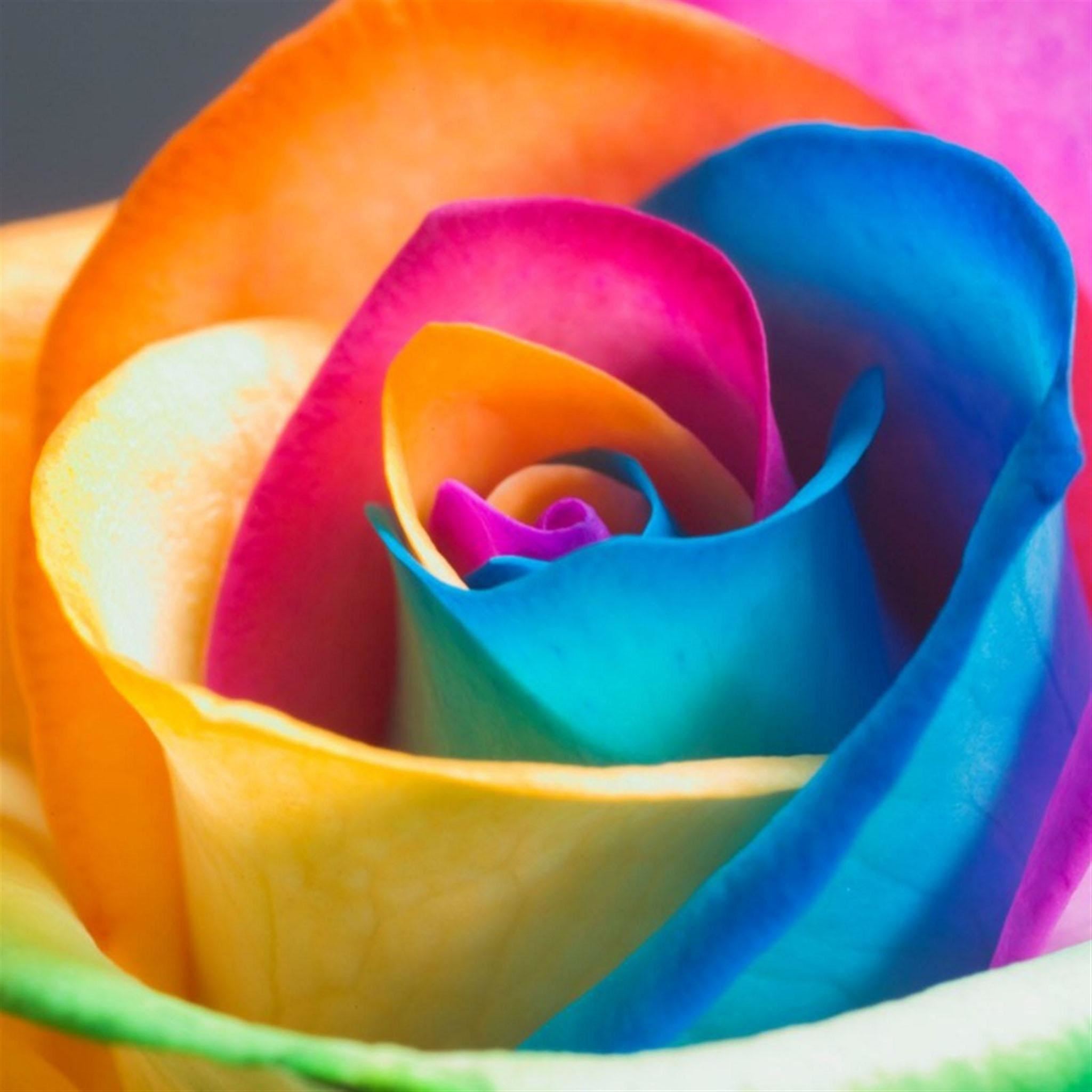 Colorful Rose Wallpapers