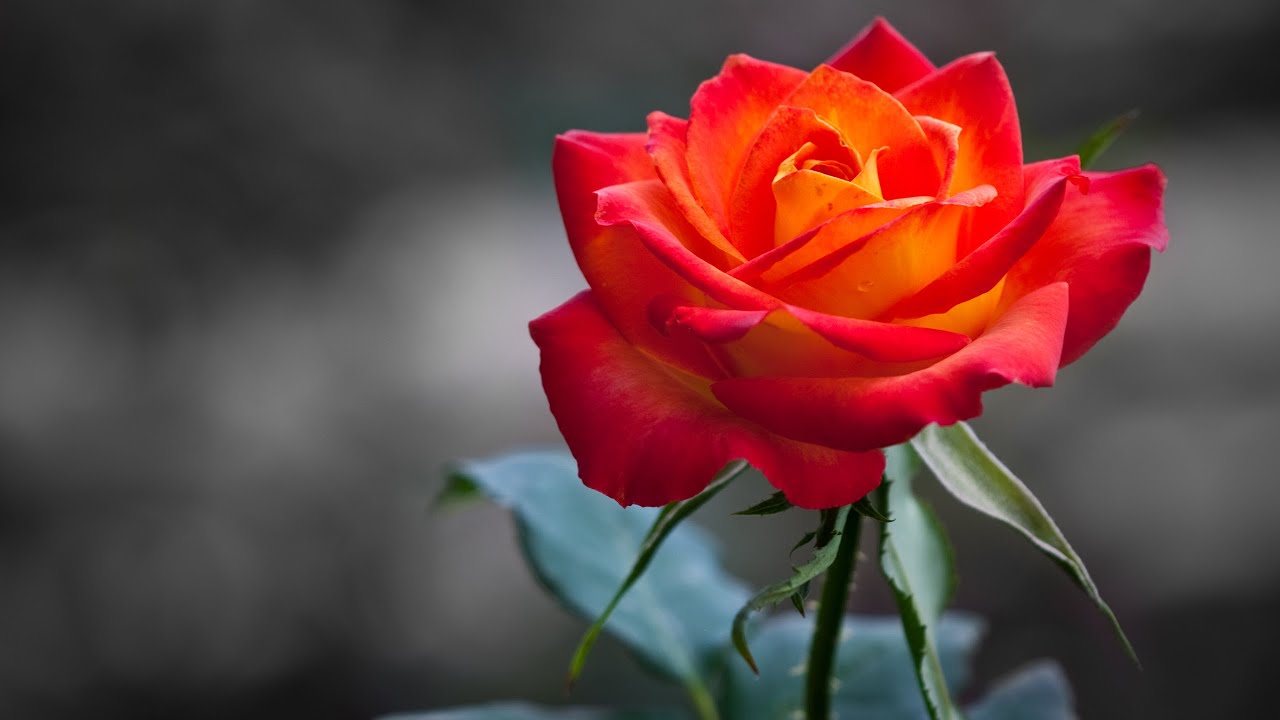 Colorful Rose Wallpapers