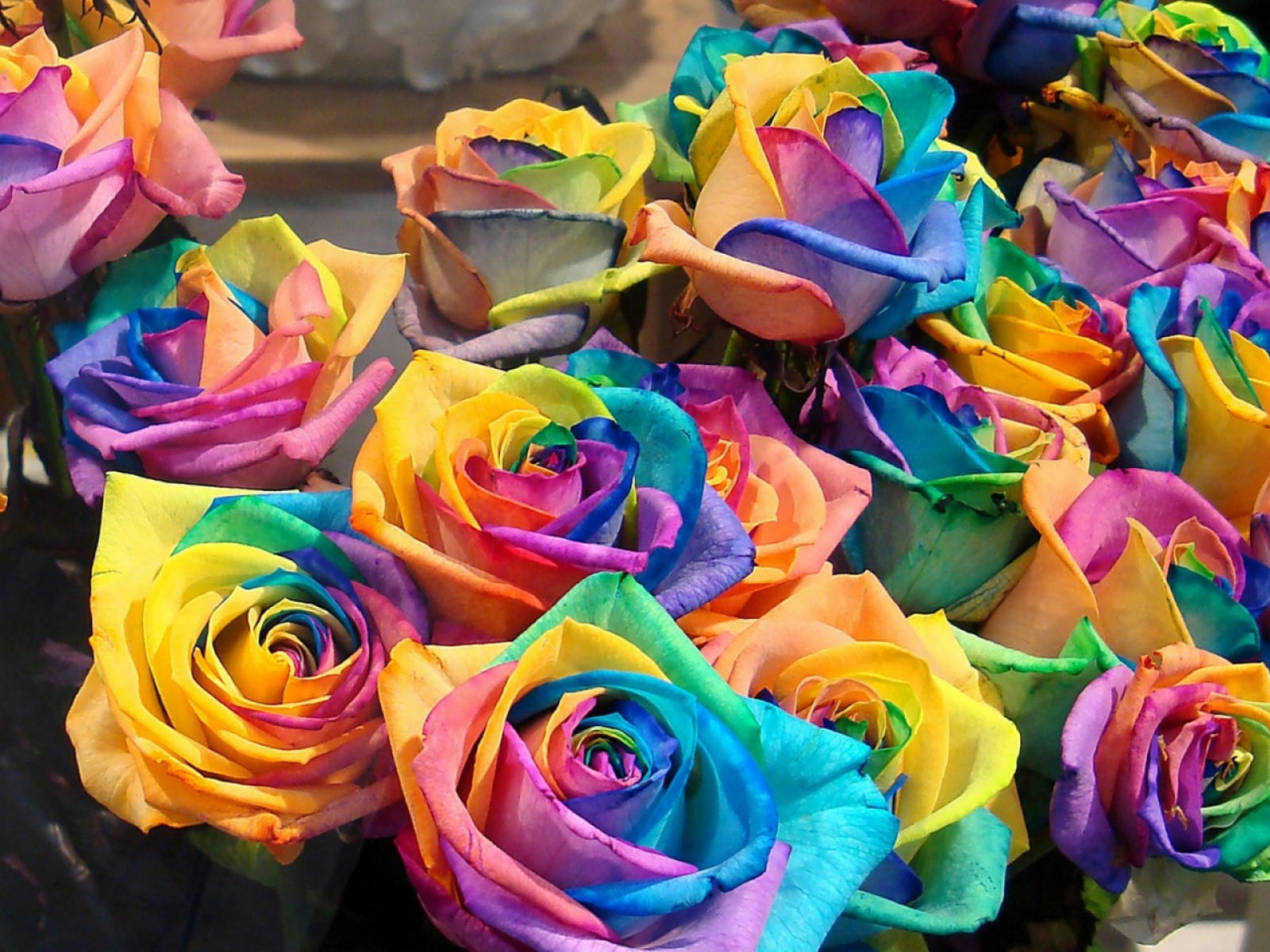 Colorful Rose Wallpapers