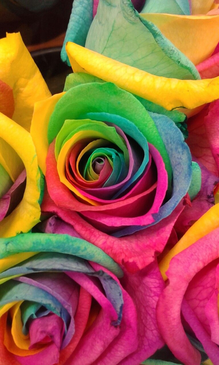 Colorful Rose Wallpapers