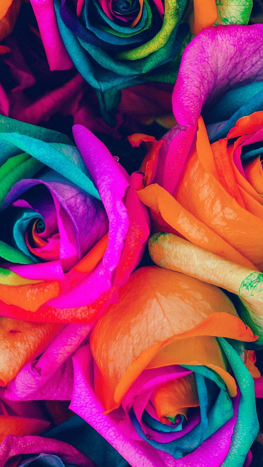 Colorful Rose Wallpapers