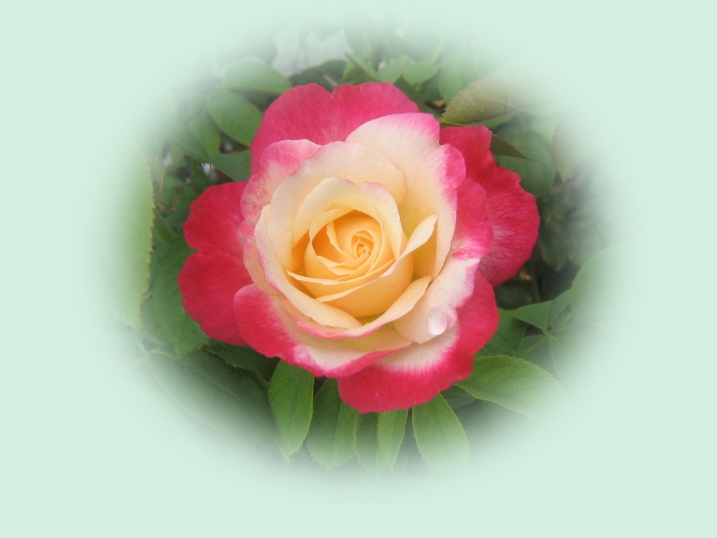 Colorful Rose Wallpapers