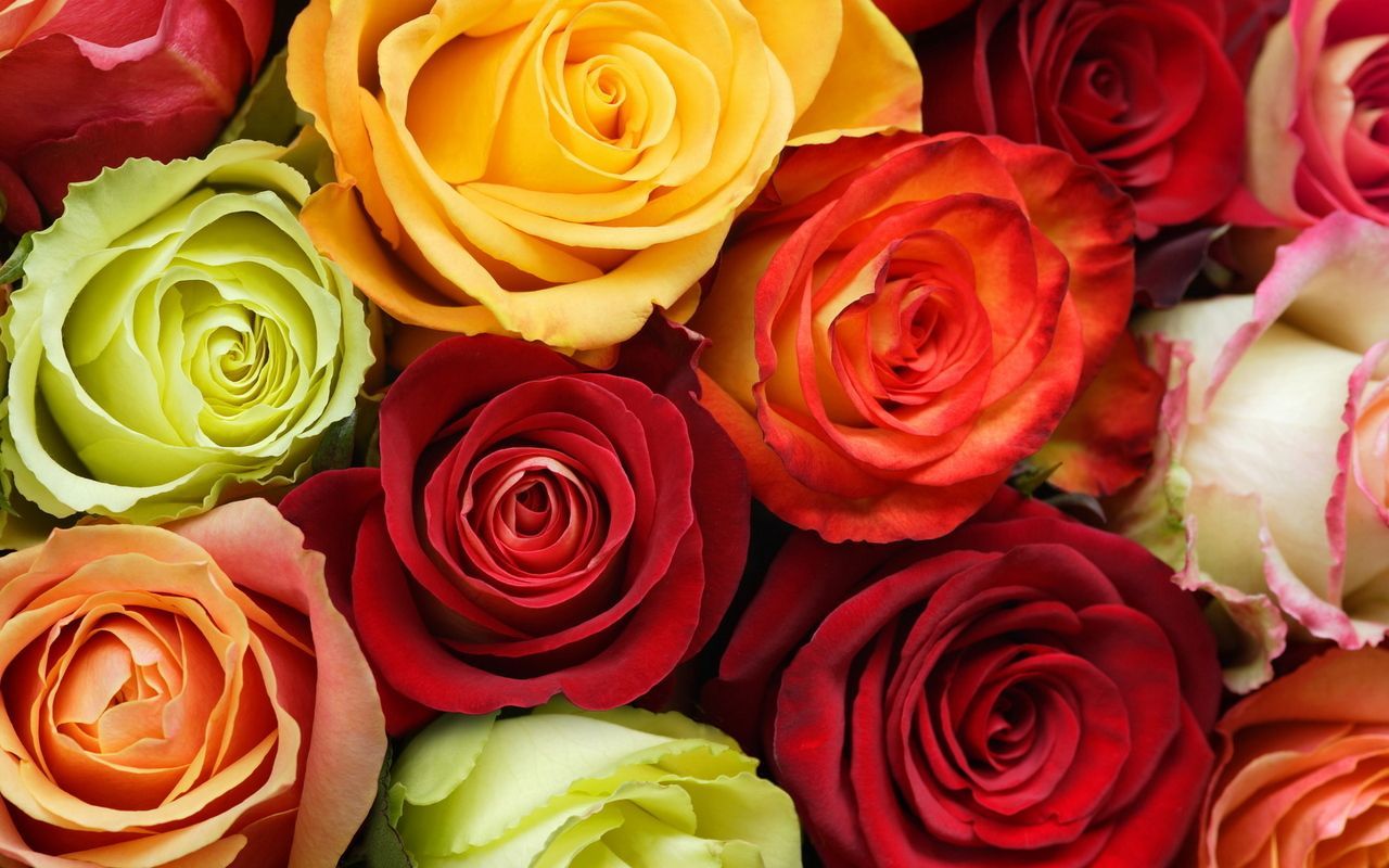 Colorful Roses Wallpapers