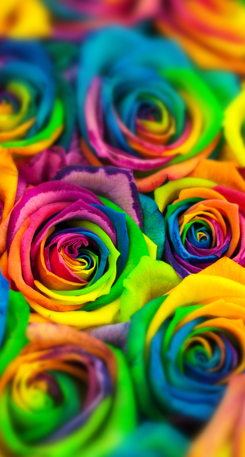 Colorful Roses Wallpapers