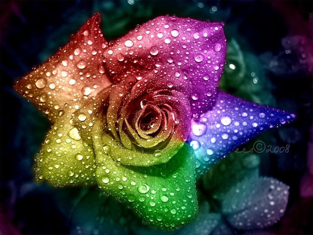 Colorful Roses Wallpapers