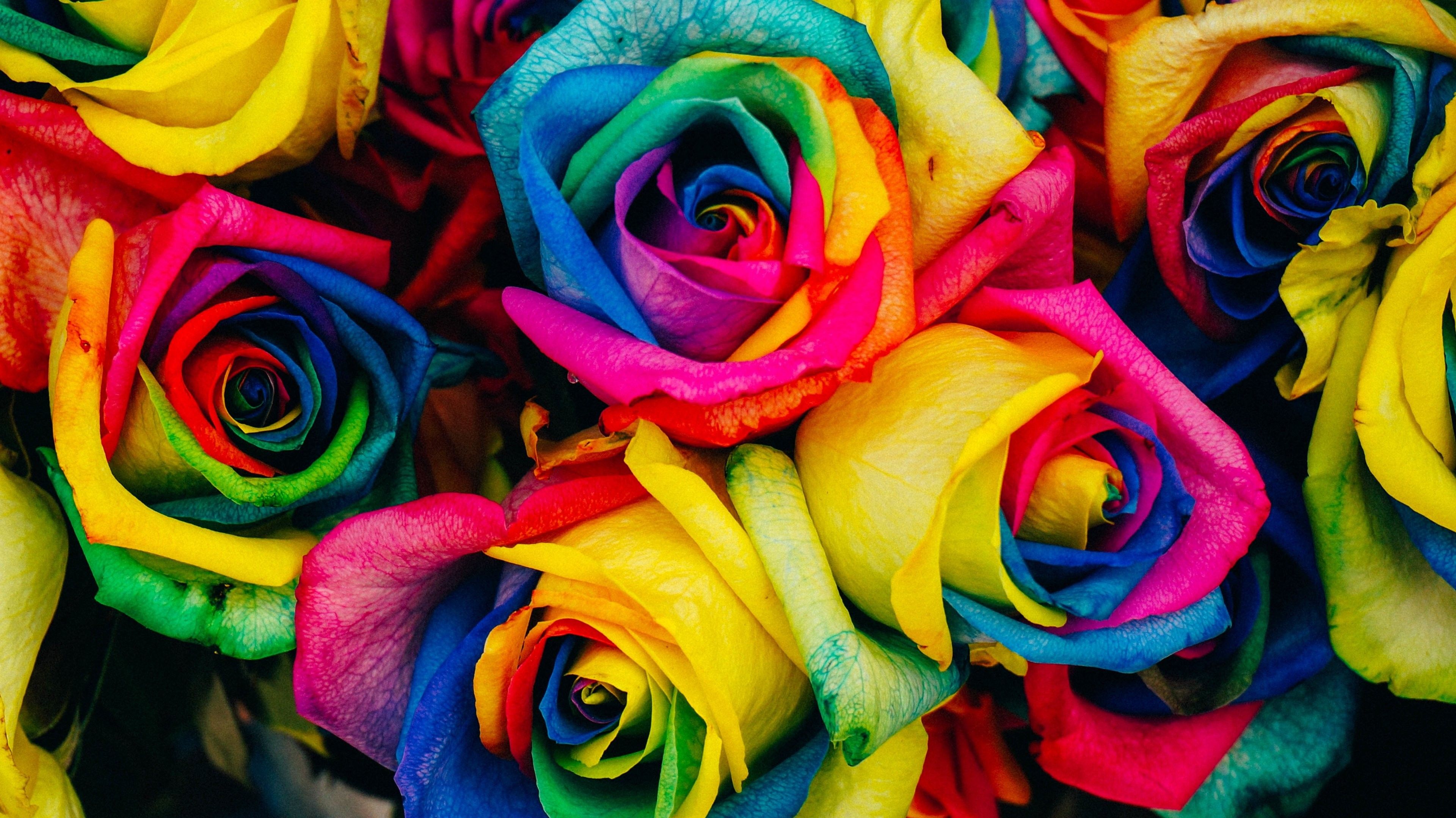 Colorful Roses Desktop Wallpapers