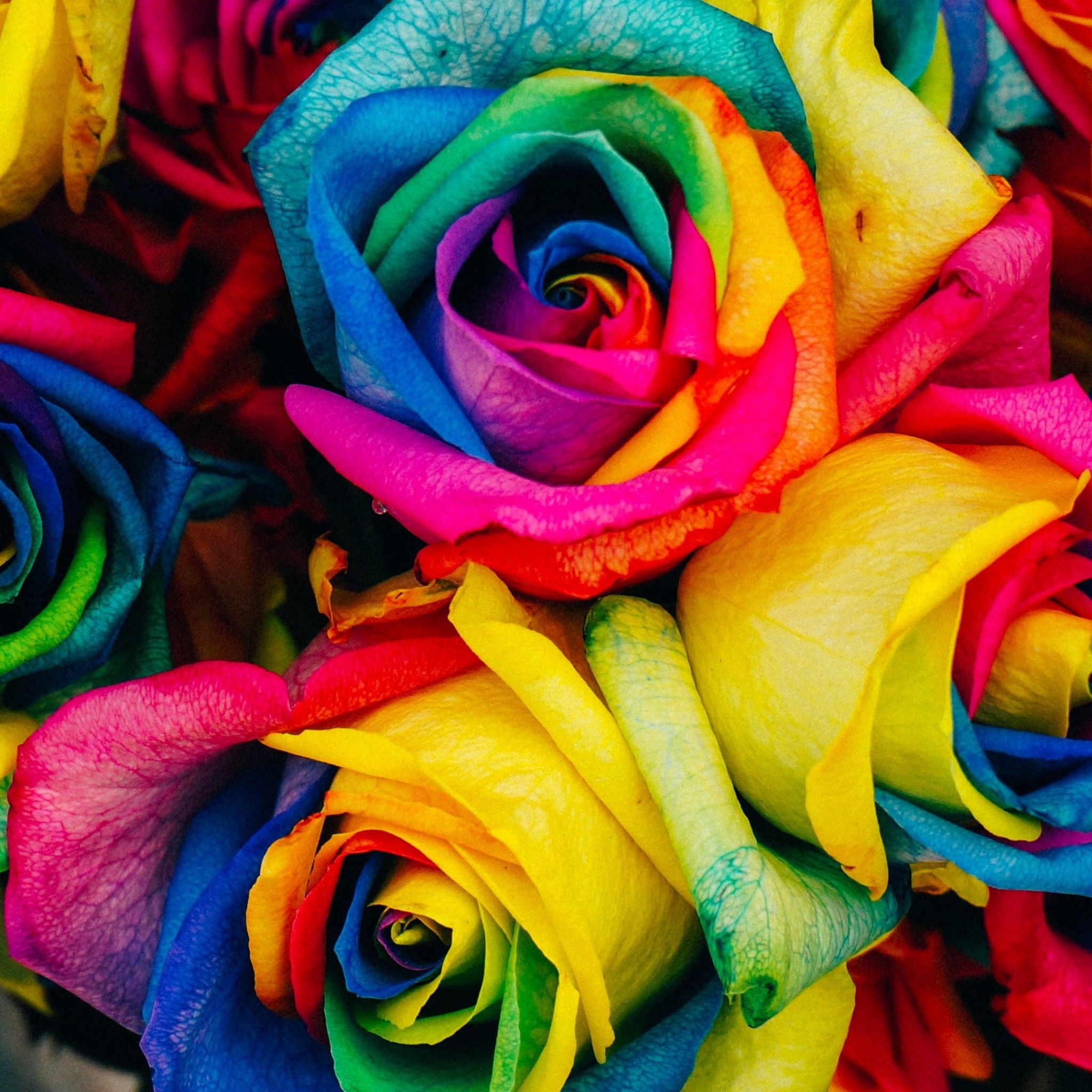 Colorful Roses Desktop Wallpapers