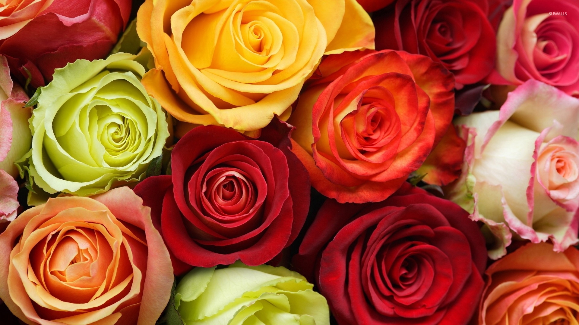 Colorful Roses Desktop Wallpapers