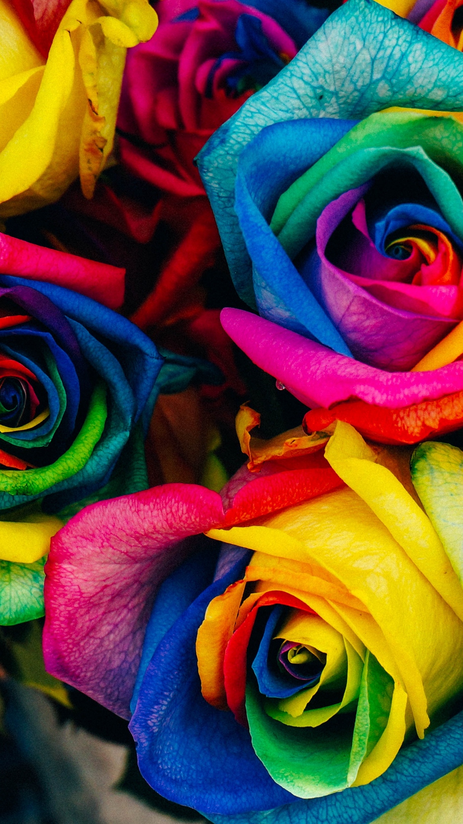 Colorful Roses Desktop Wallpapers