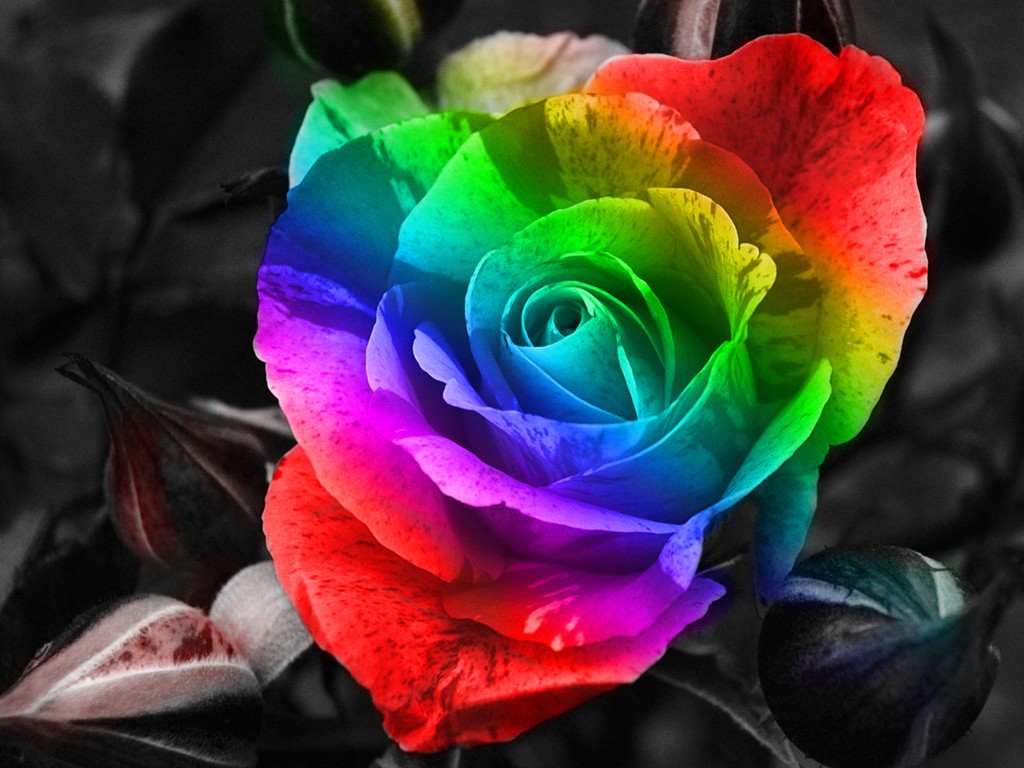 Colorful Roses Desktop Wallpapers