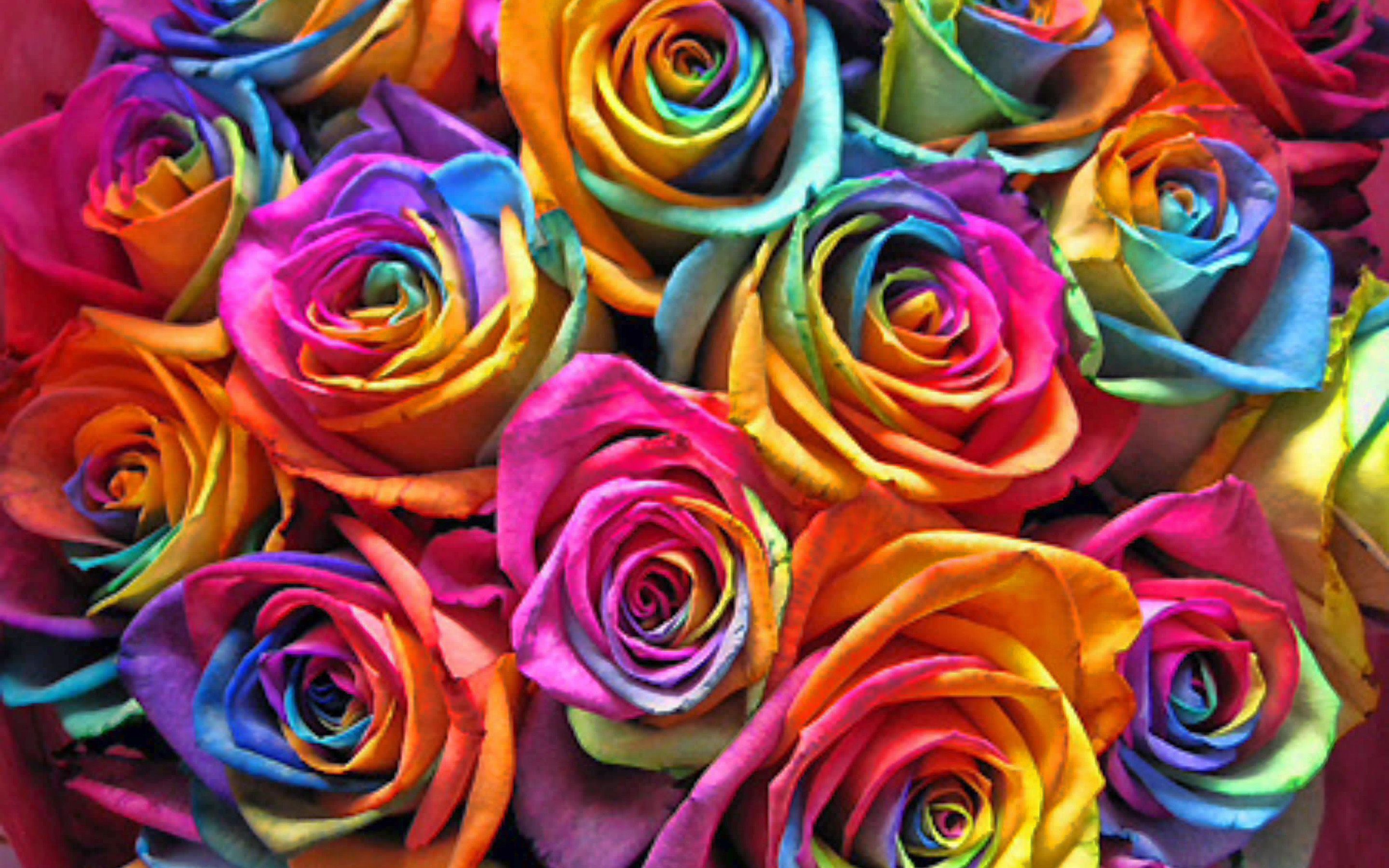 Colorful Roses Desktop Wallpapers