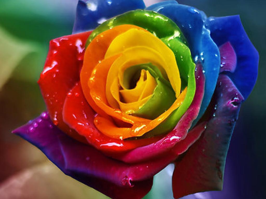 Colorful Roses Desktop Wallpapers