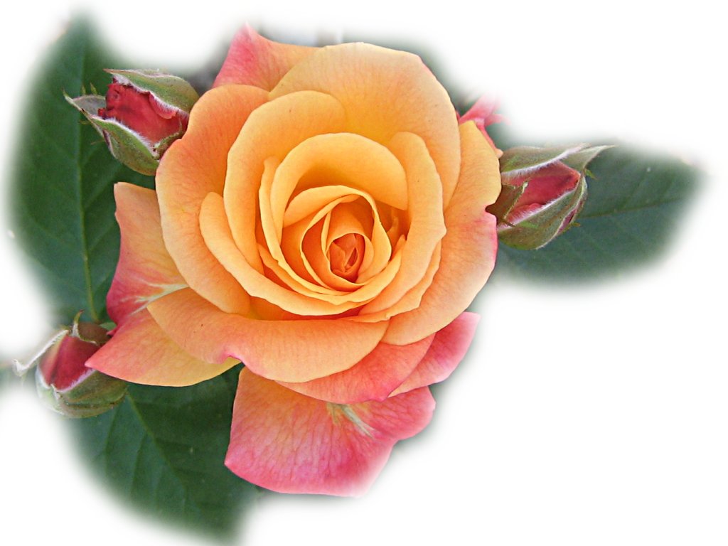 Colorful Roses Desktop Wallpapers
