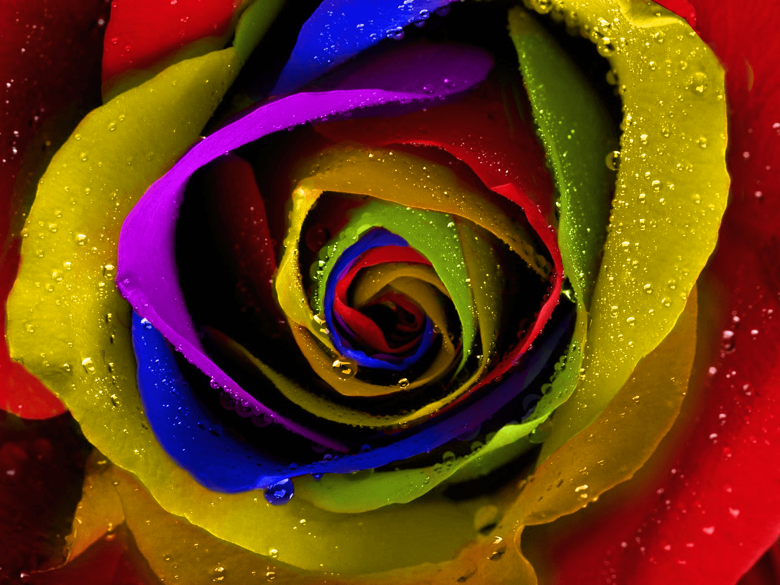 Colorful Roses Desktop Wallpapers