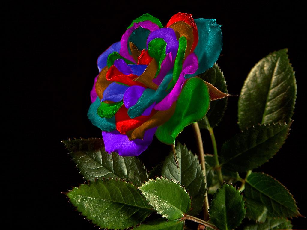 Colorful Roses Desktop Wallpapers