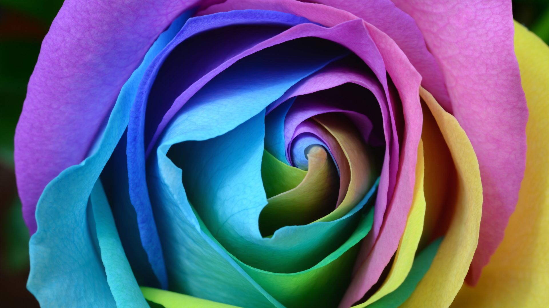 Colorful Roses Desktop Wallpapers