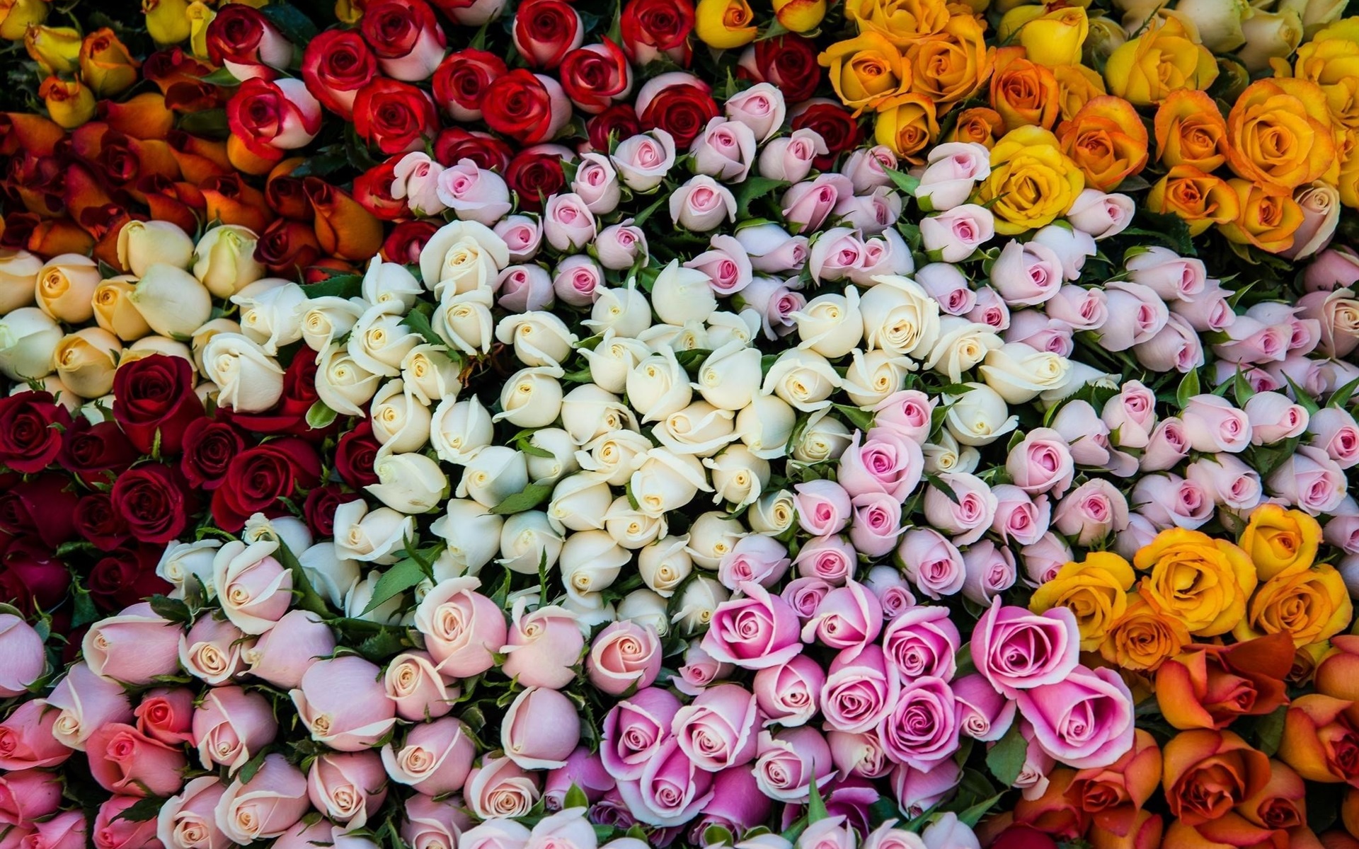 Colorful Roses Desktop Wallpapers