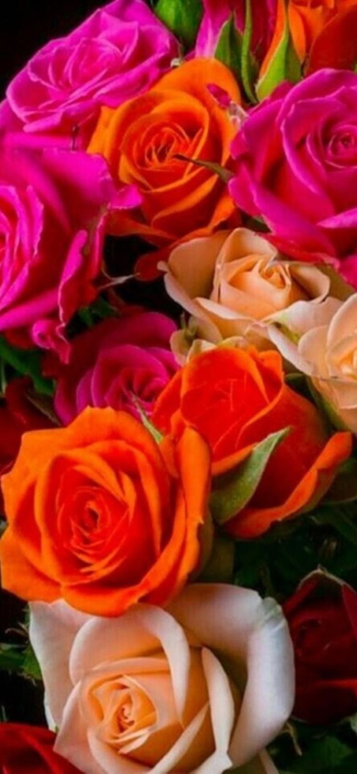 Colorful Roses Desktop Wallpapers