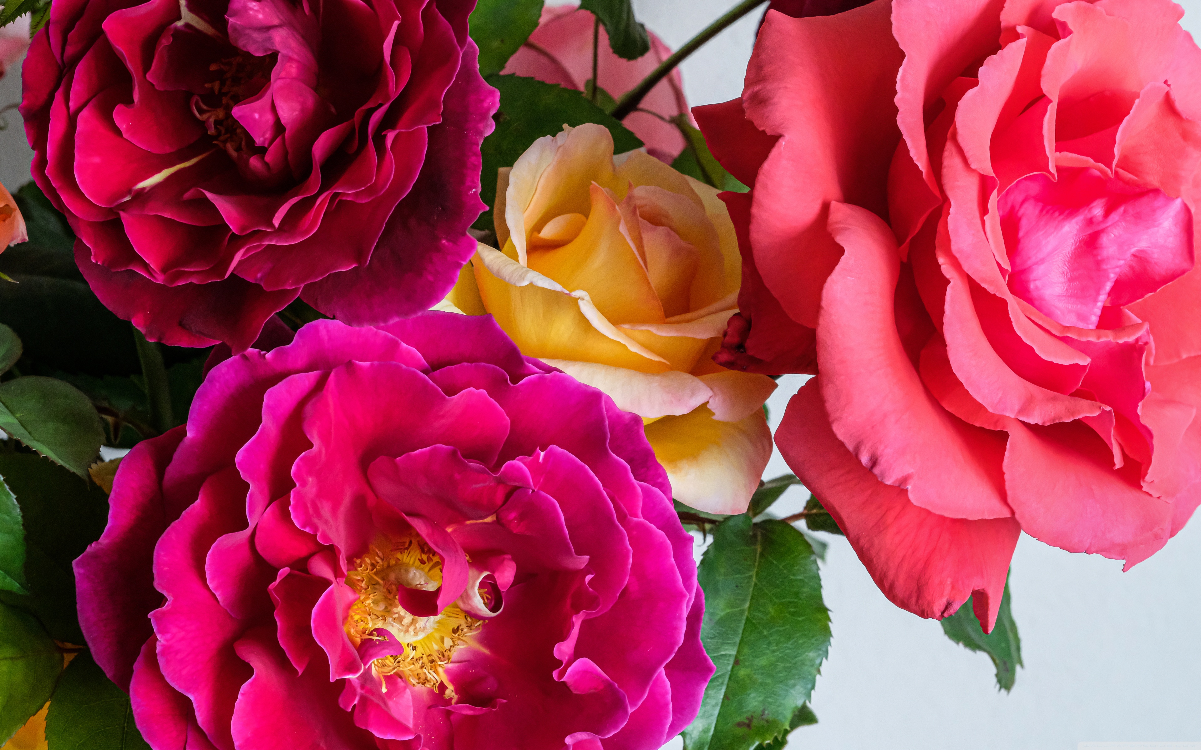 Colorful Roses Desktop Wallpapers