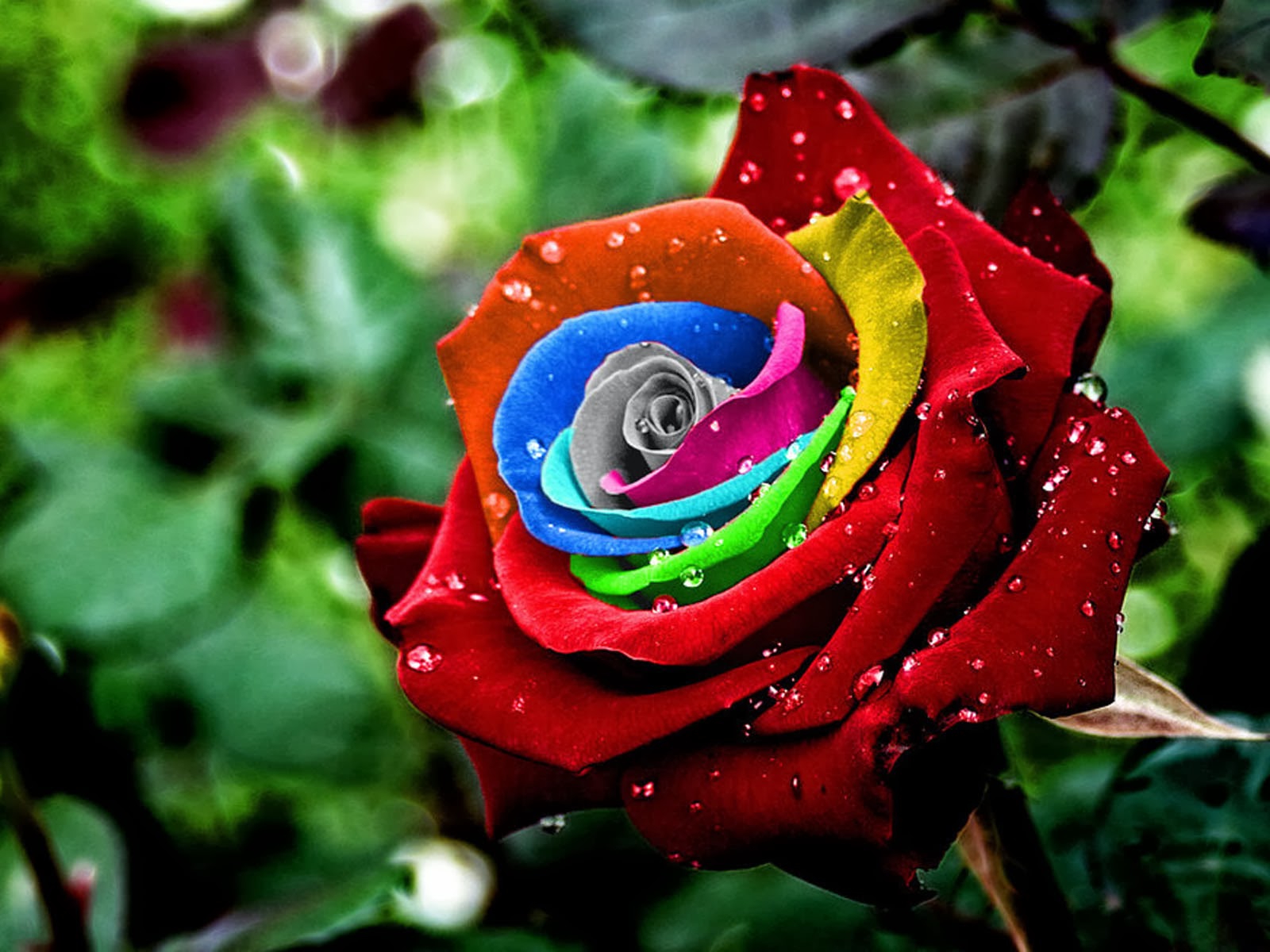 Colorful Roses Desktop Wallpapers