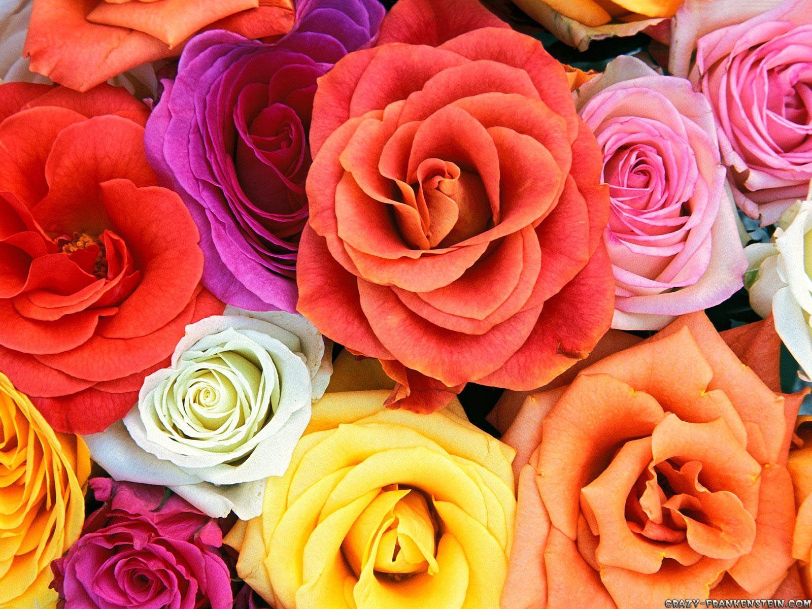 Colorful Roses Desktop Wallpapers