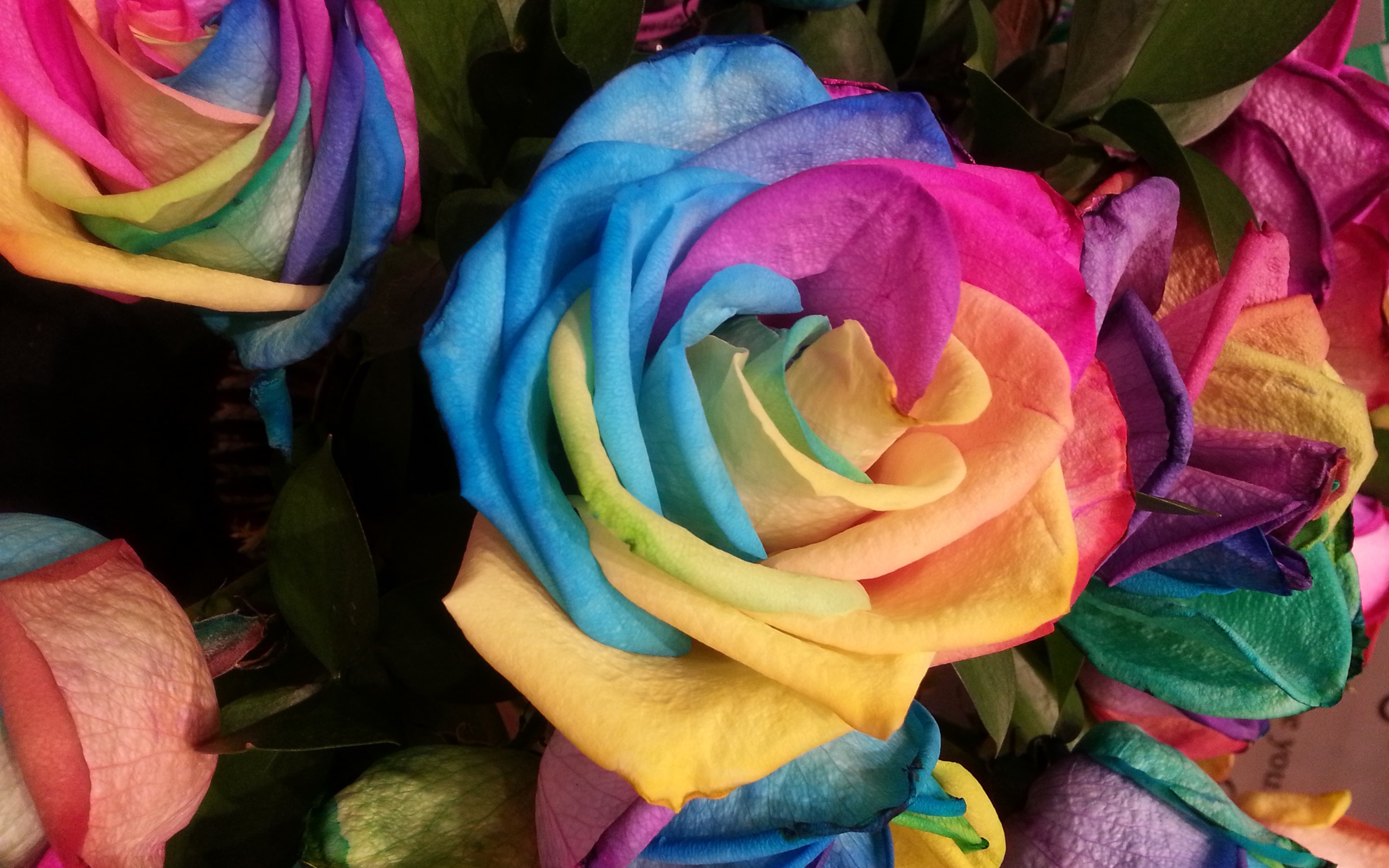 Colorful Roses Desktop Wallpapers