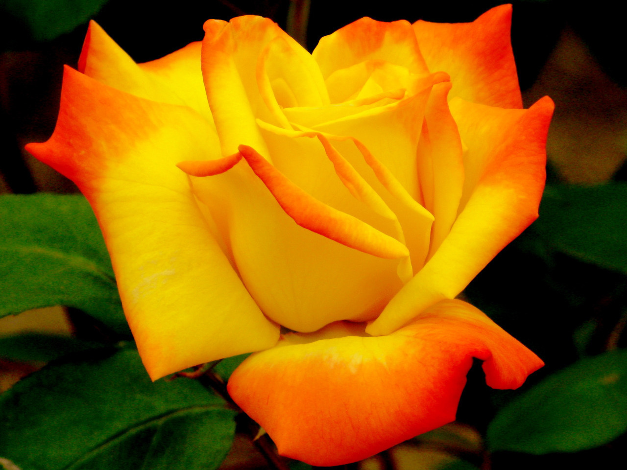 Colorful Roses Desktop Wallpapers