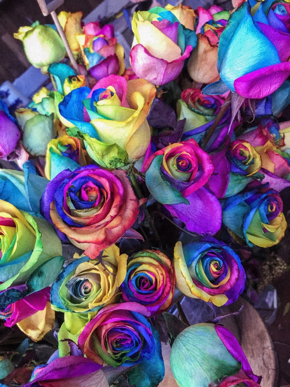 Colorful Roses Desktop Wallpapers