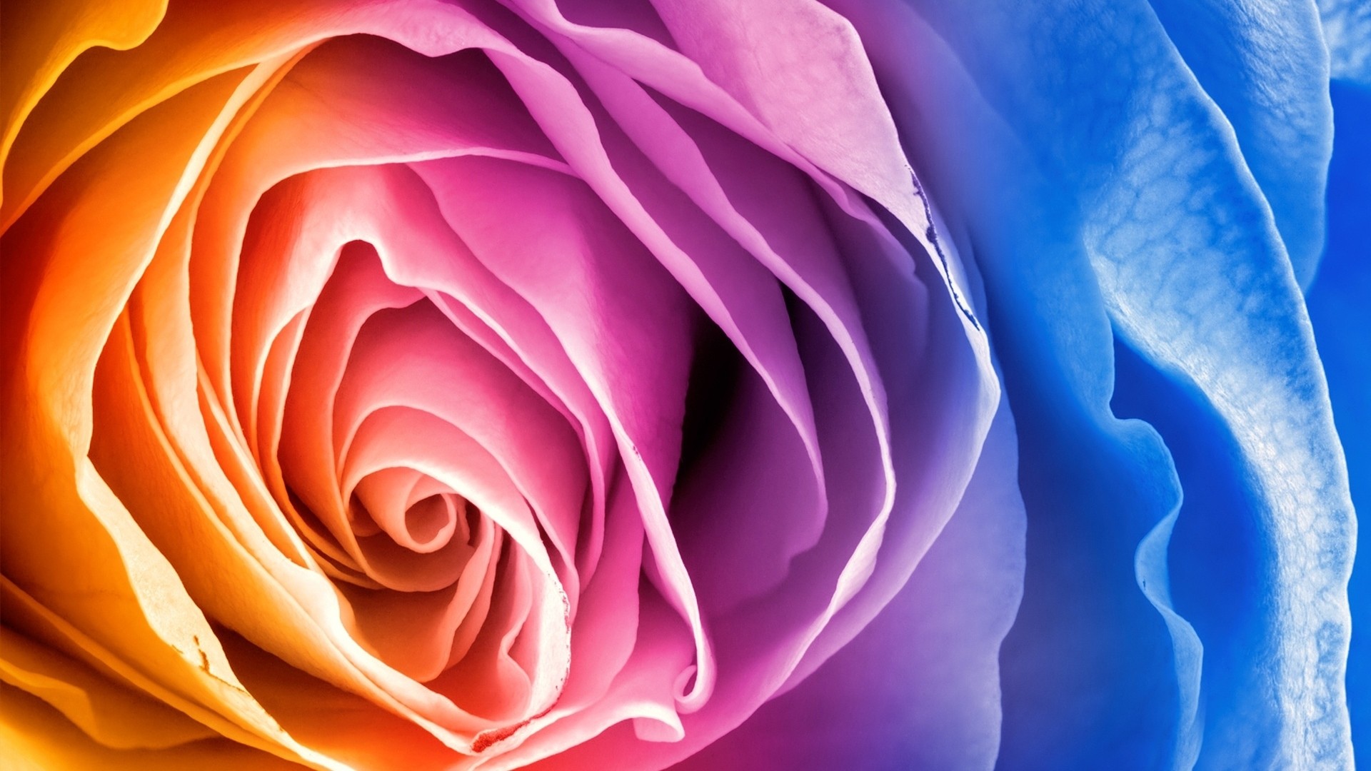 Colorful Roses Desktop Wallpapers