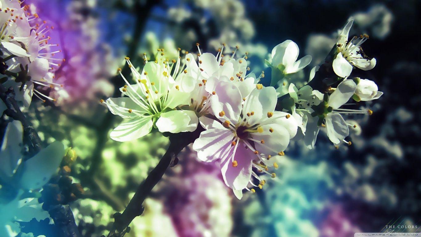 Colorful Spring Computer Wallpapers