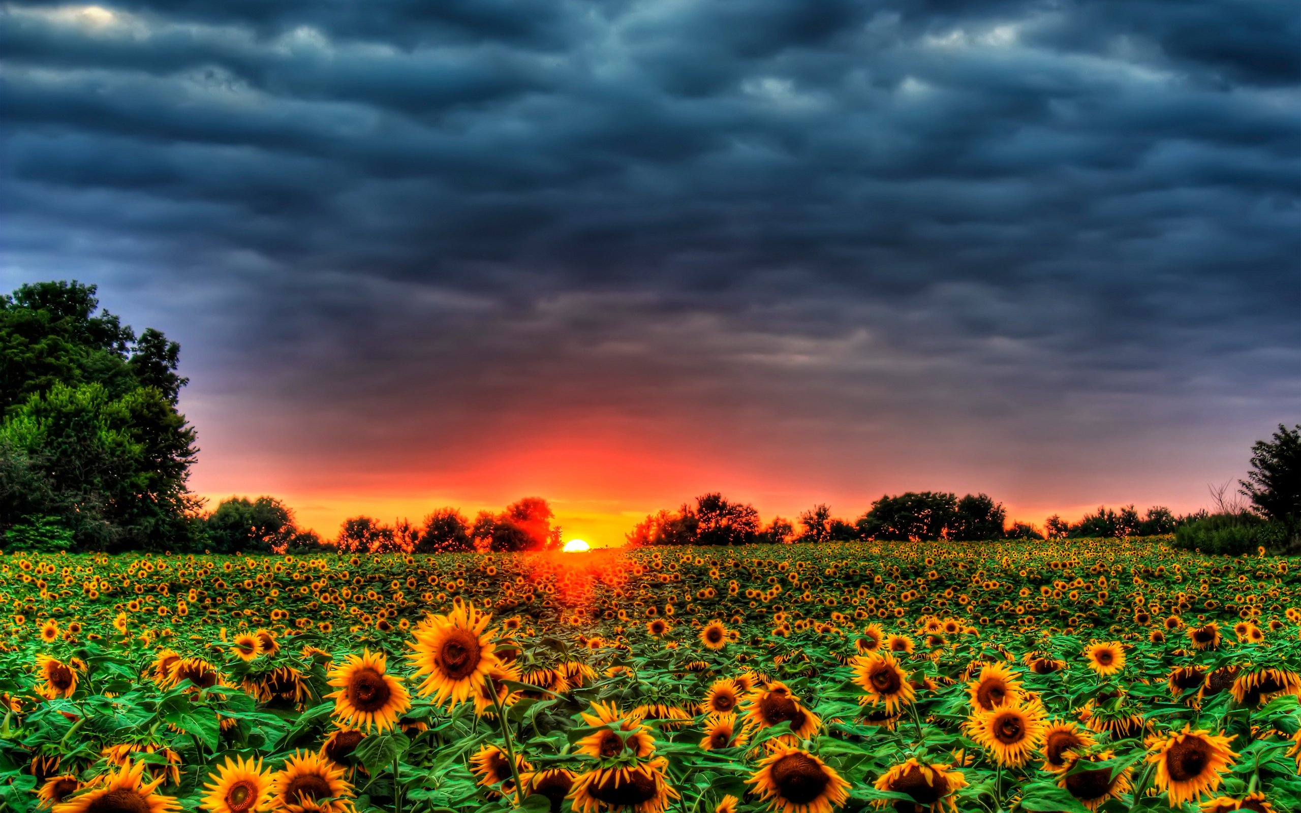 Colorful Sunflower Wallpapers