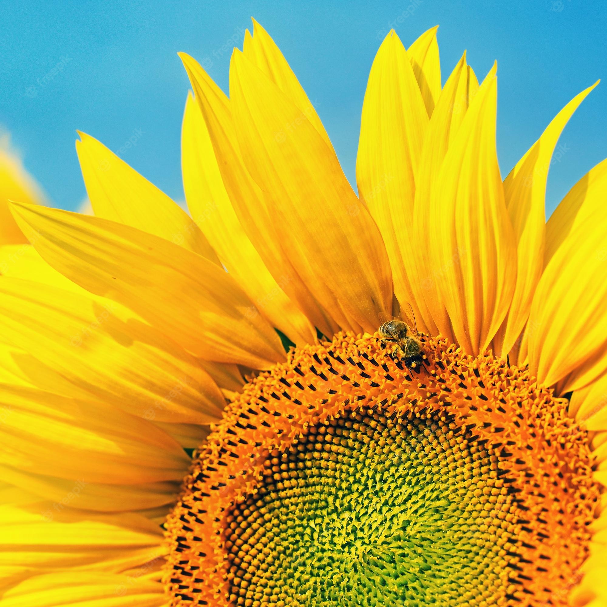 Colorful Sunflower Wallpapers