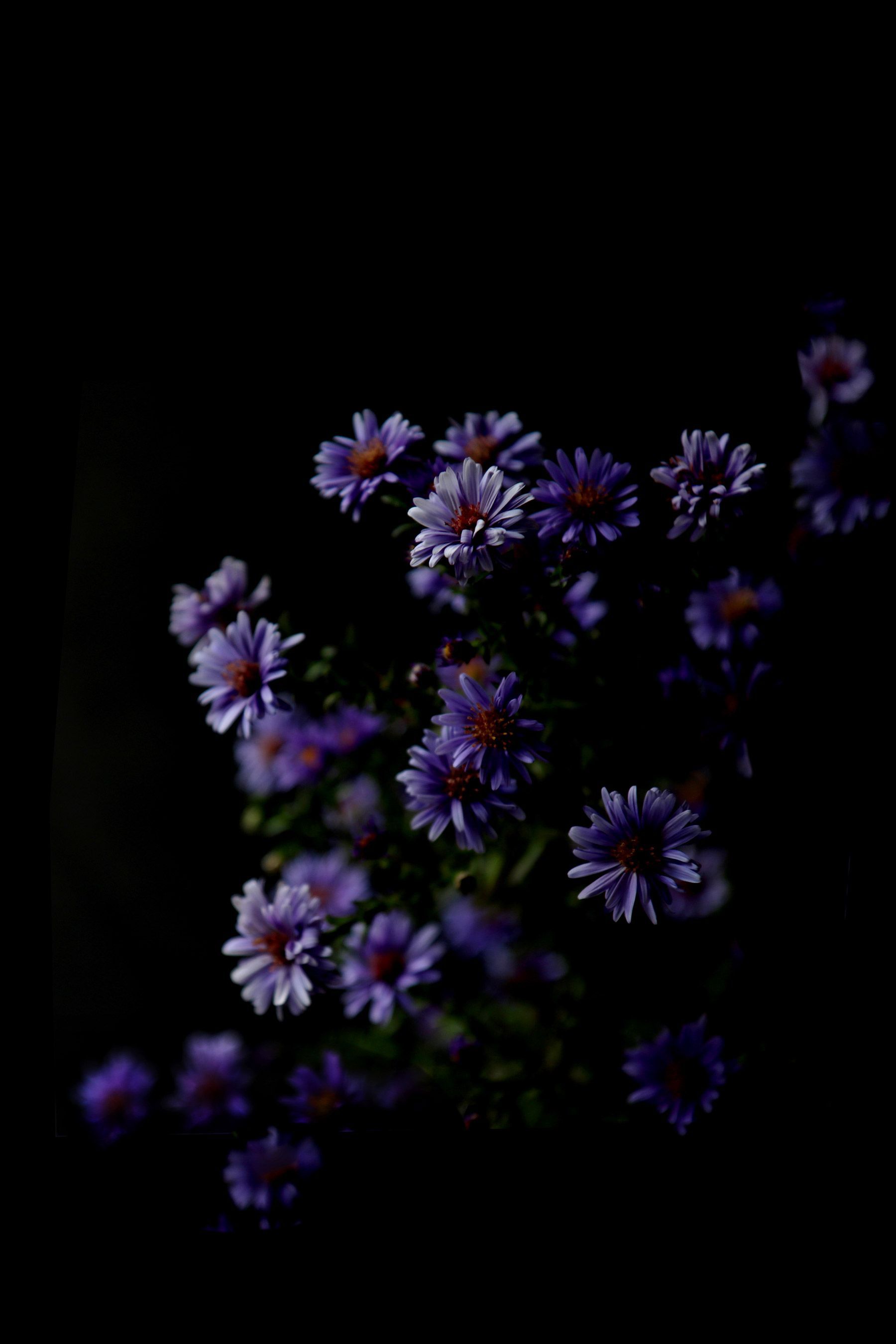 Dark Aesthetic Floral Wallpapers