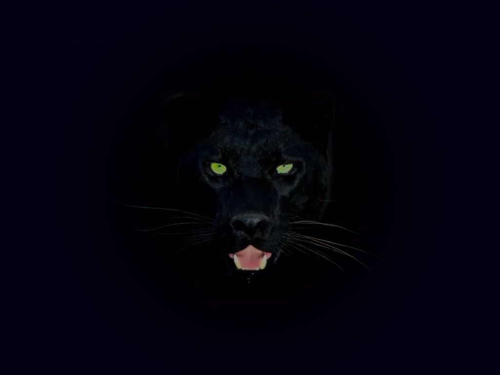 Dark Animals Wallpapers