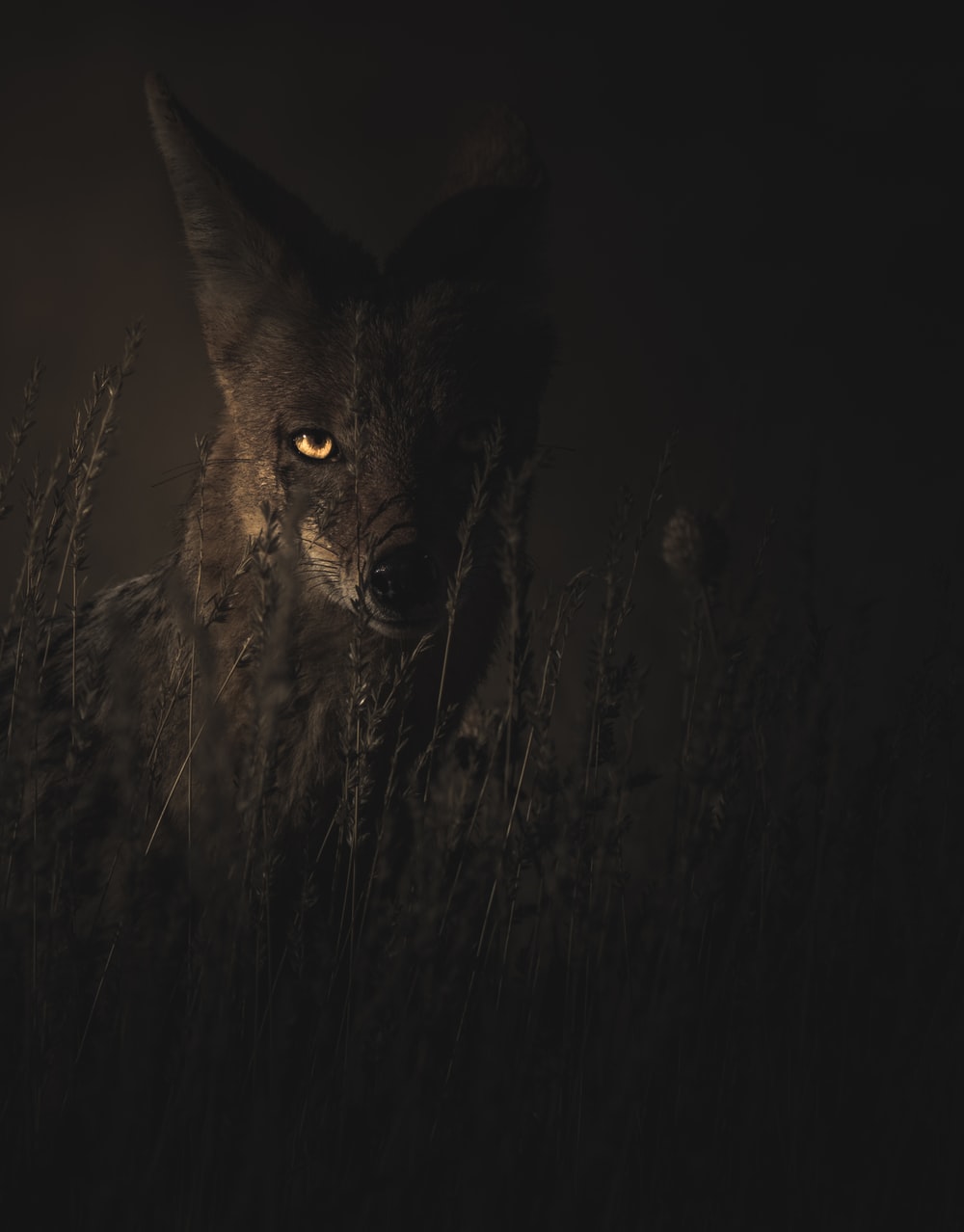 Dark Animals Wallpapers