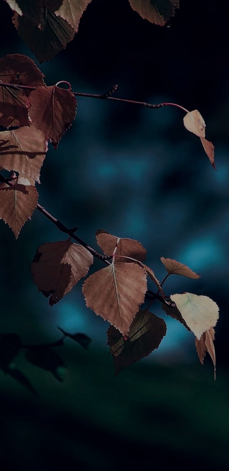 Dark Autumn Wallpapers